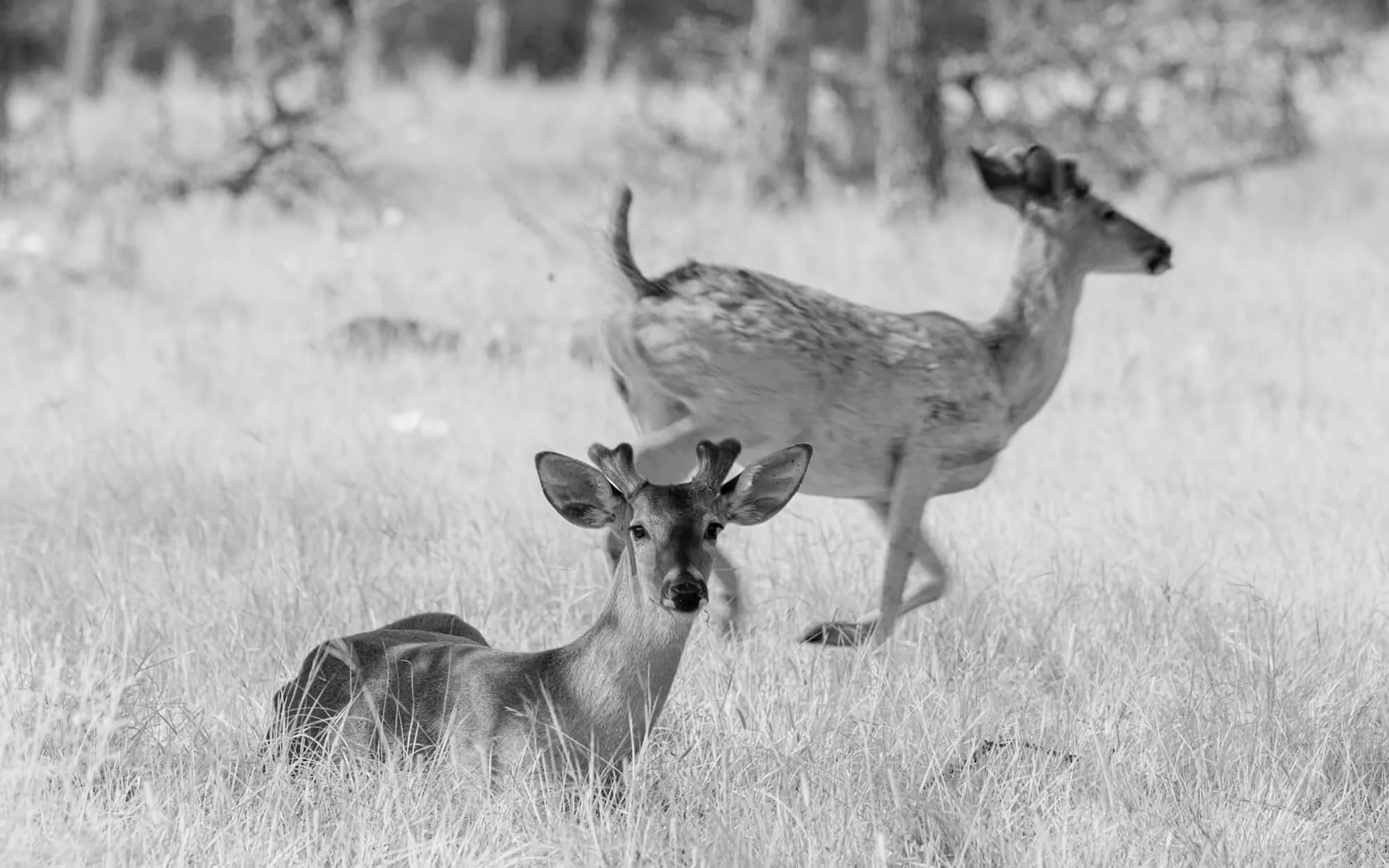 deer.jpg