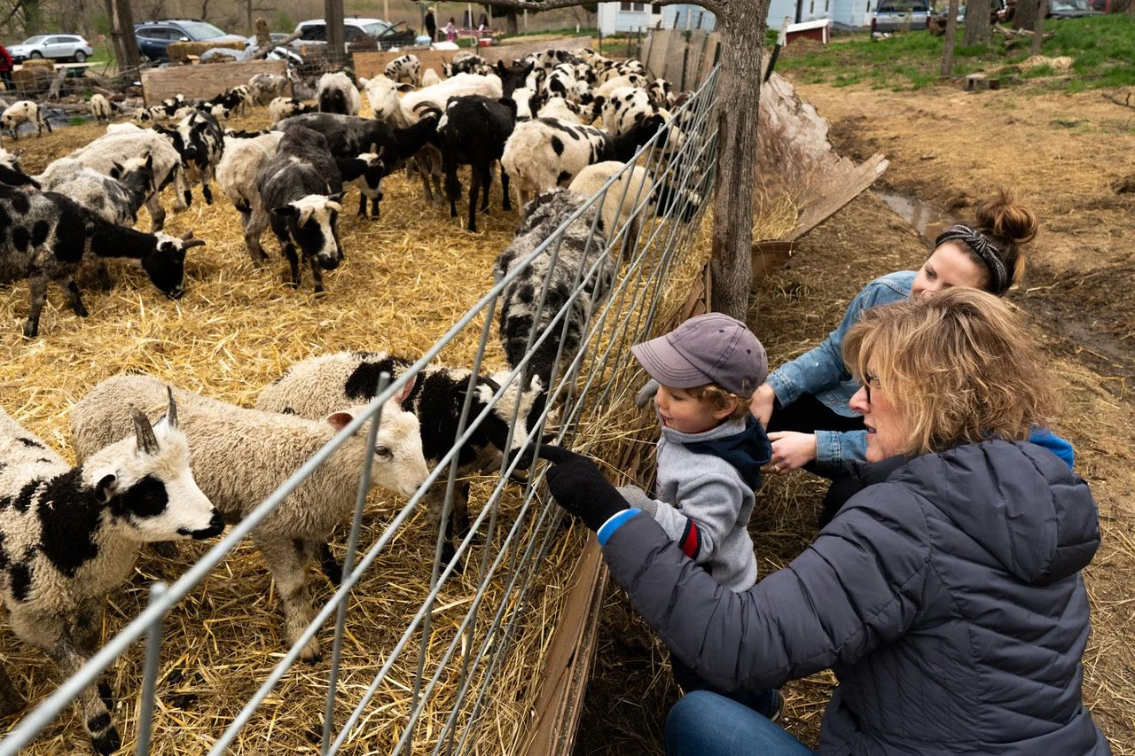 Ducks in a Row (1).jpeg