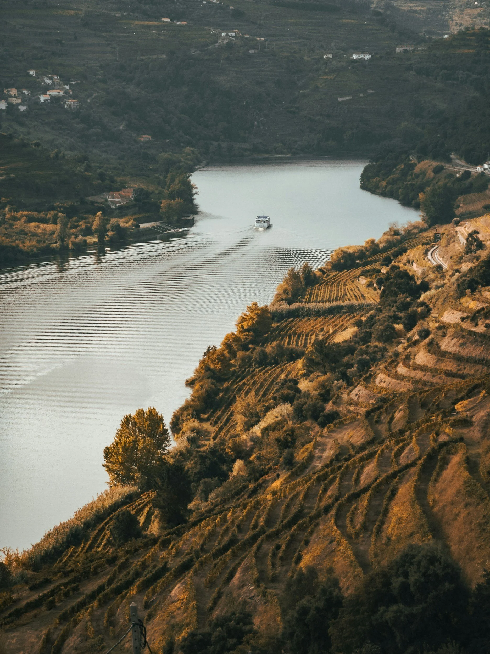Aerial view of the Douro Valley vineyards and river in northern Portugal.