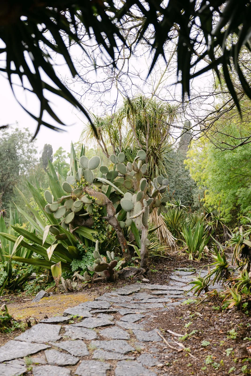 Tropical pathway inside Tapada das Necessidades gardens in Lisbon