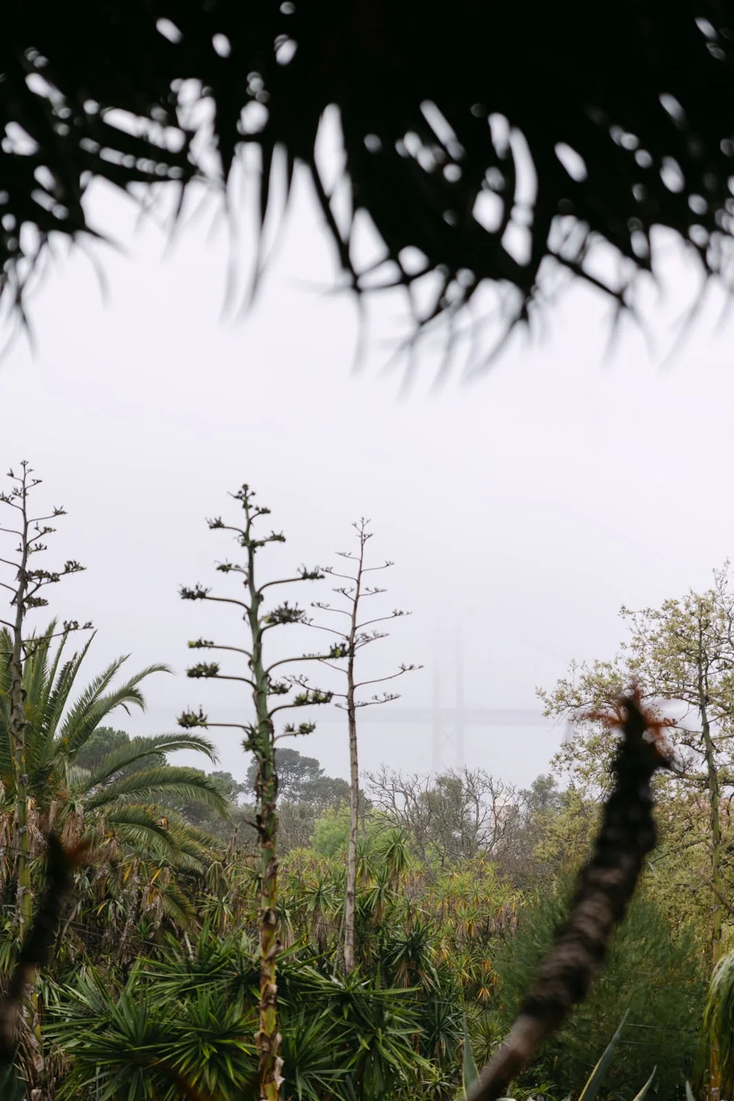 Botanical gardens at Tapada das Necessidades in Lisbon before a surprise proposal