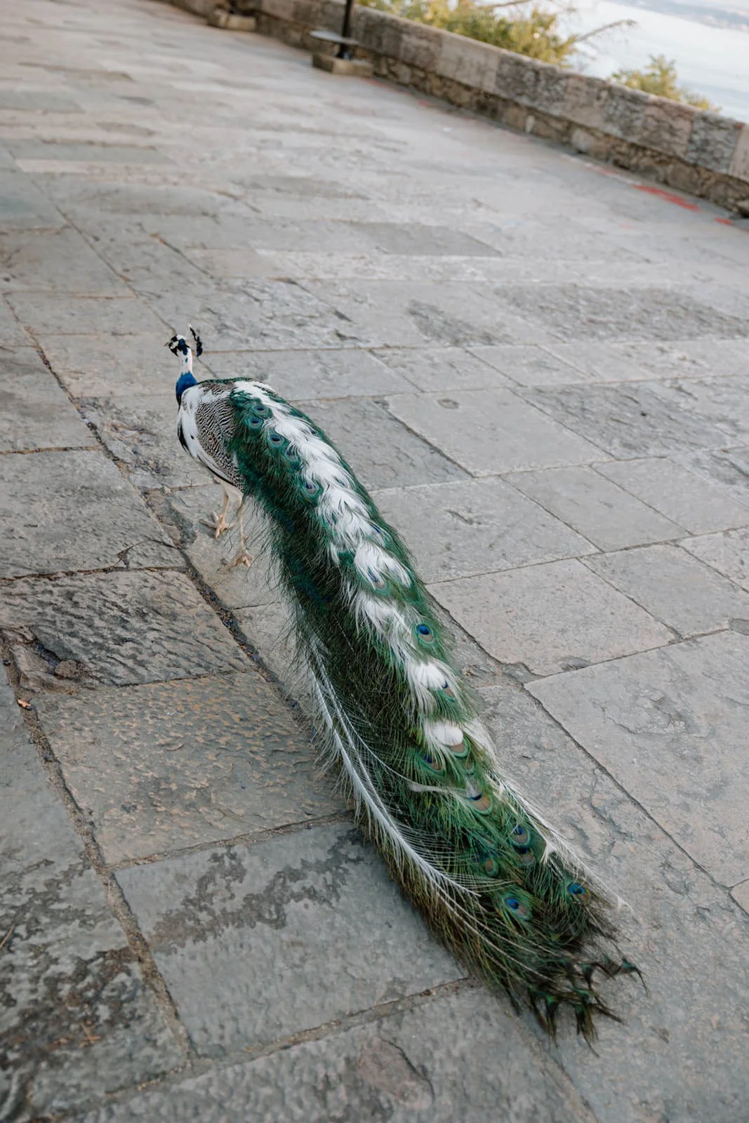 One of the resident peacocks wandering through Castelo de São Jorge during a surprise proposal and engagement session in Lisbon.