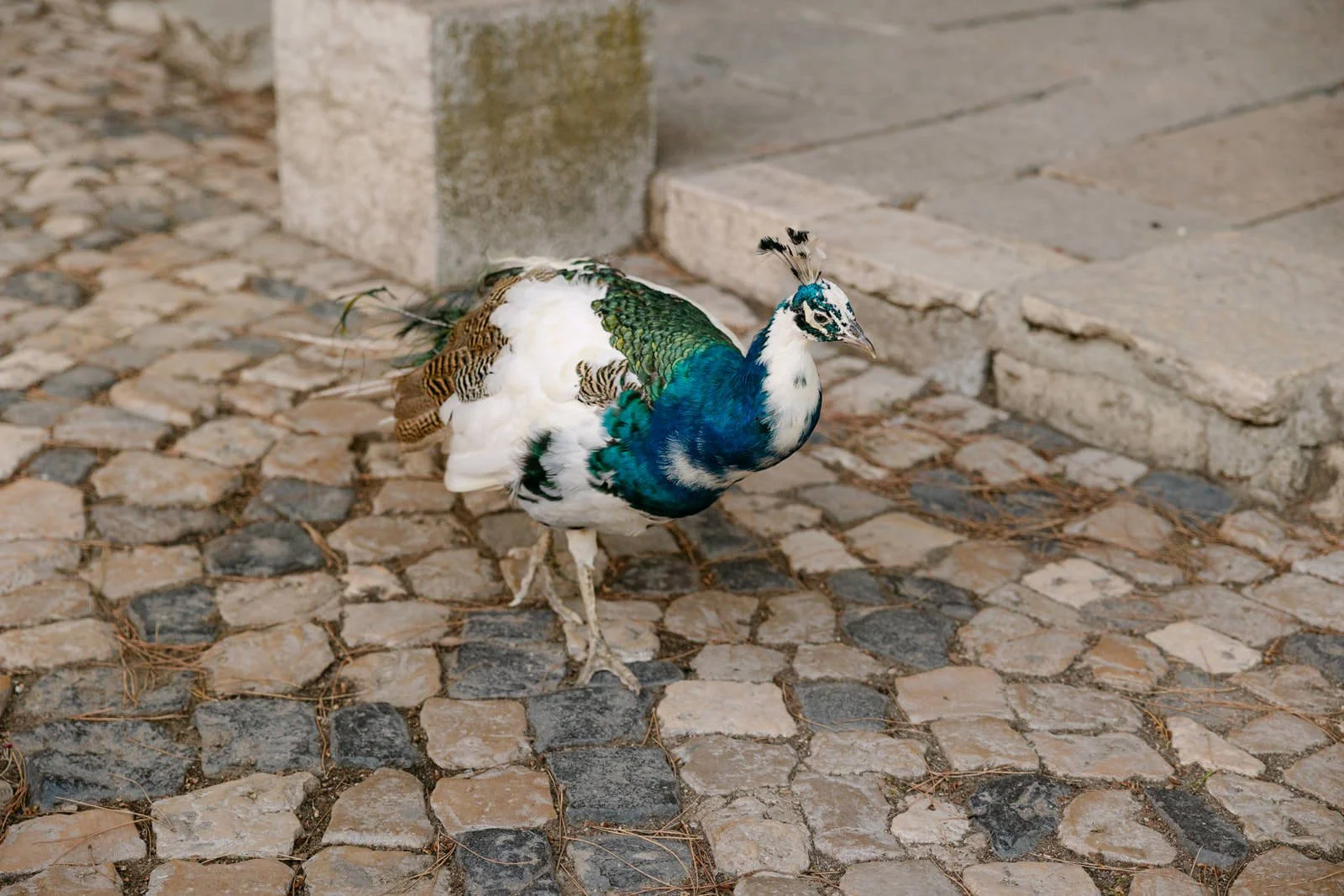 Peacock wandering through Castelo de São Jorge in Lisbon, Portugal