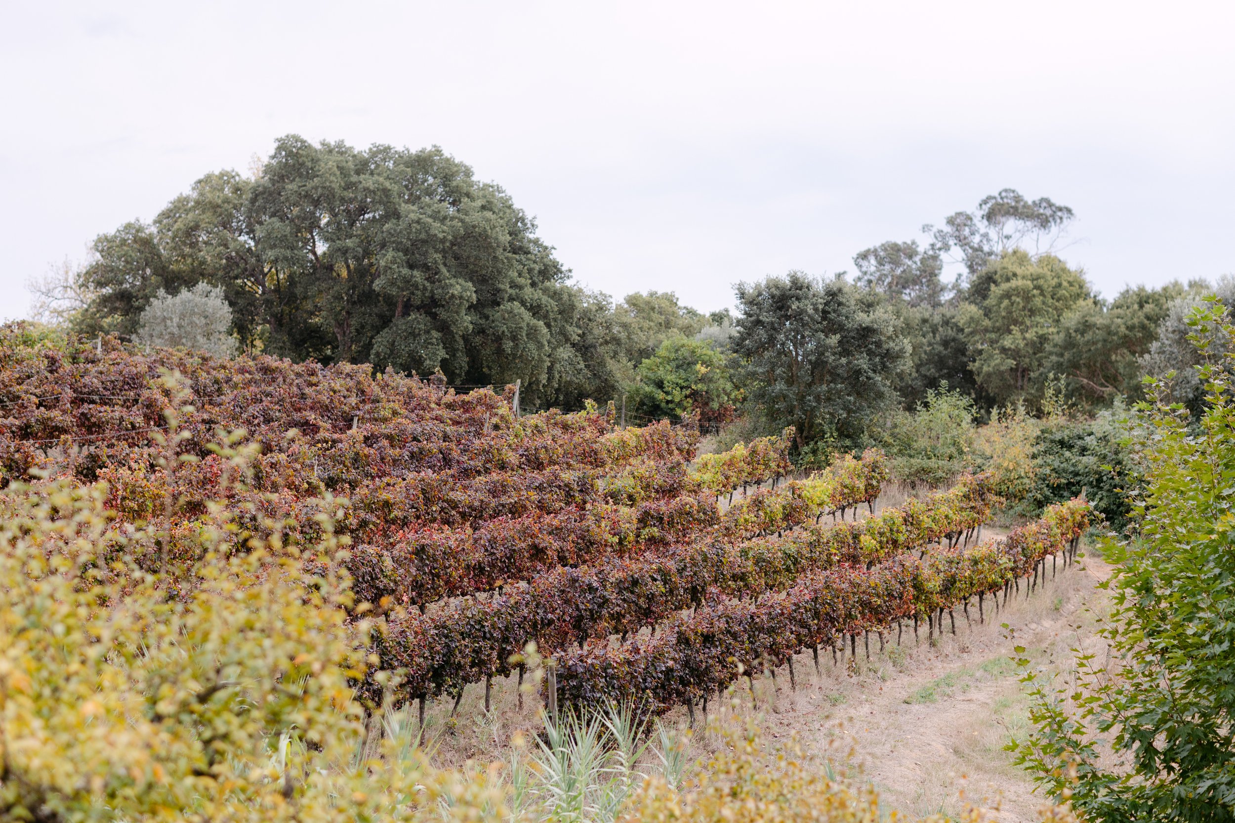 Autumn vineyards at Quinta de Santana during romantic surprise proposal session in Portugal