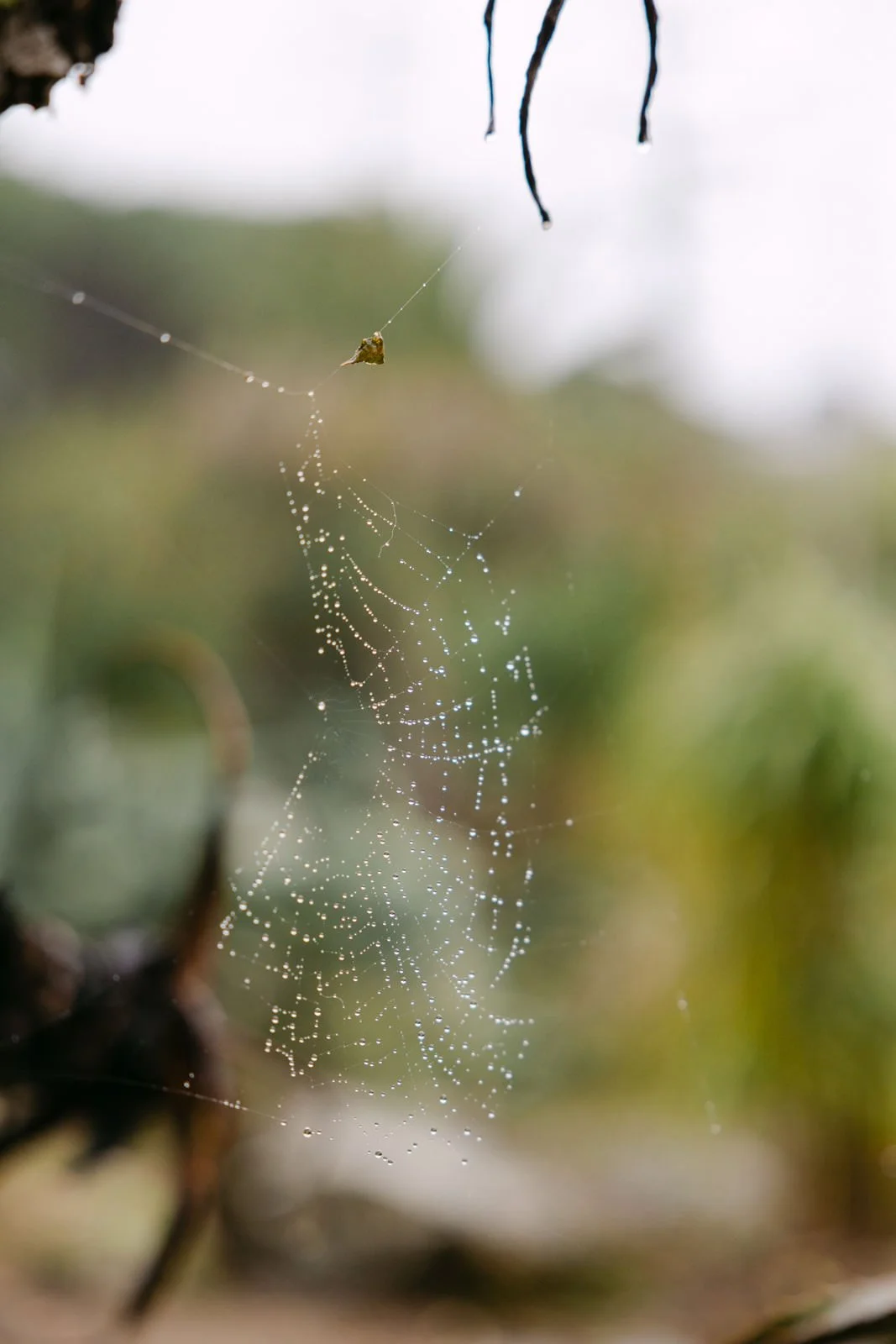 Rain droplets on a spider web at Tapada das Necessidades in Lisbon