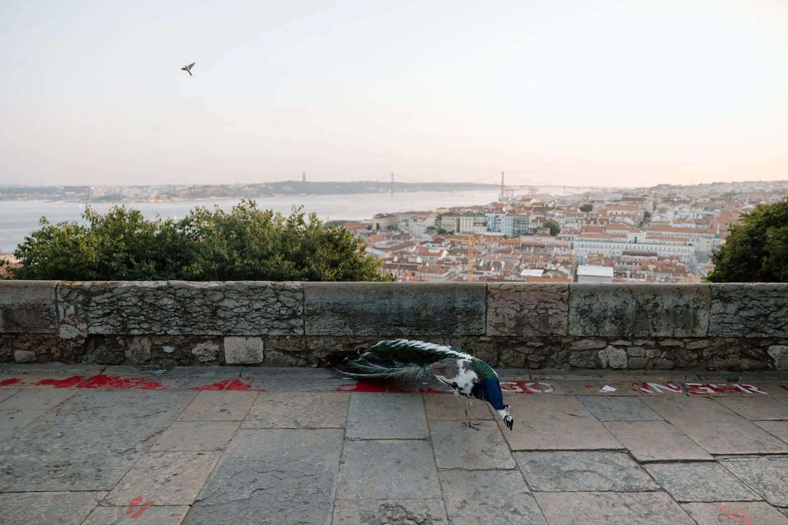 Peacock wandering through Castelo de São Jorge with panoramic views over Lisbon, the Tagus River and the 25 de Abril Bridge at sunset.