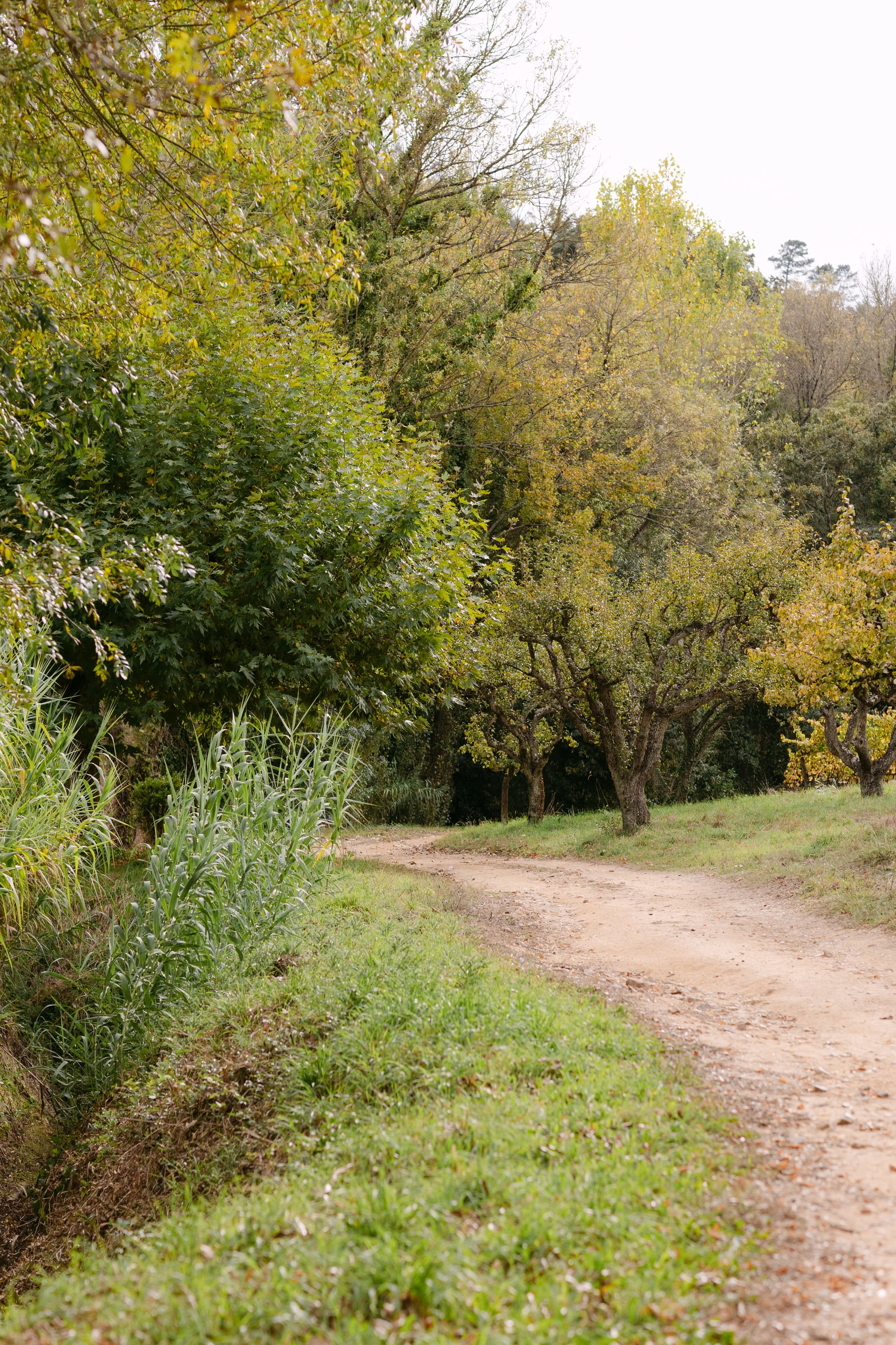 Countryside pathway surrounded by trees at Quinta de Santana in Portugal