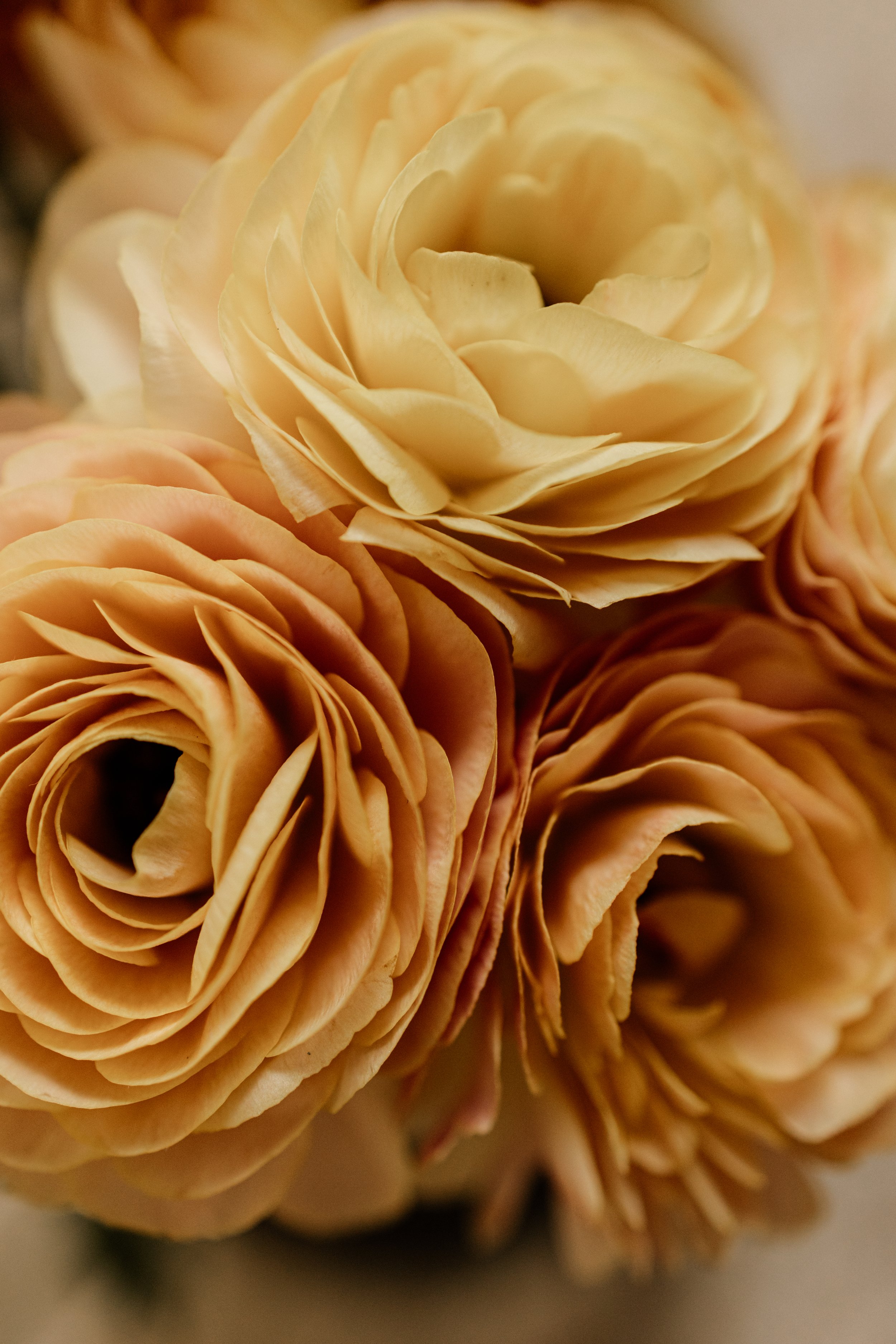 Close up of luxury wedding rose floral detail