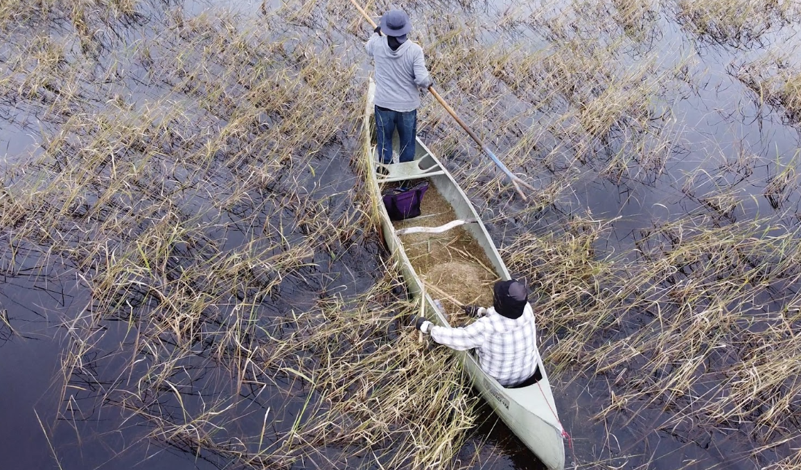 “Manoomin is our ‘critical mineral’ and we have a covenant to protect it.”
