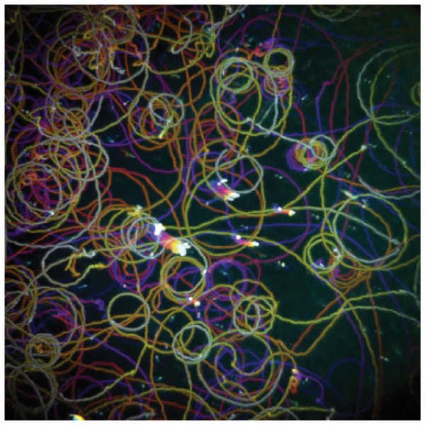 Schistosomiasis parasite enhance transmission rates via interfacial swimming