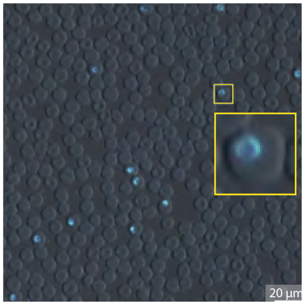 Octopi 2.0: Open and Scalable Microscopy Platform for AI-powered Diagnostic Applications