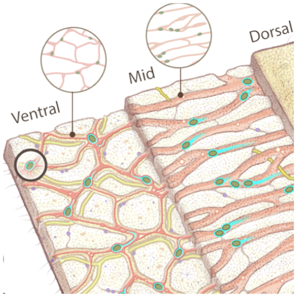 Long-range actin-driven endosymbiont mobility in a deep-diverging bilaterian