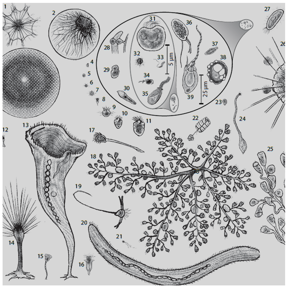 Cellular Olympics: Ultrafast Cellular Motility Across the Tree of Life