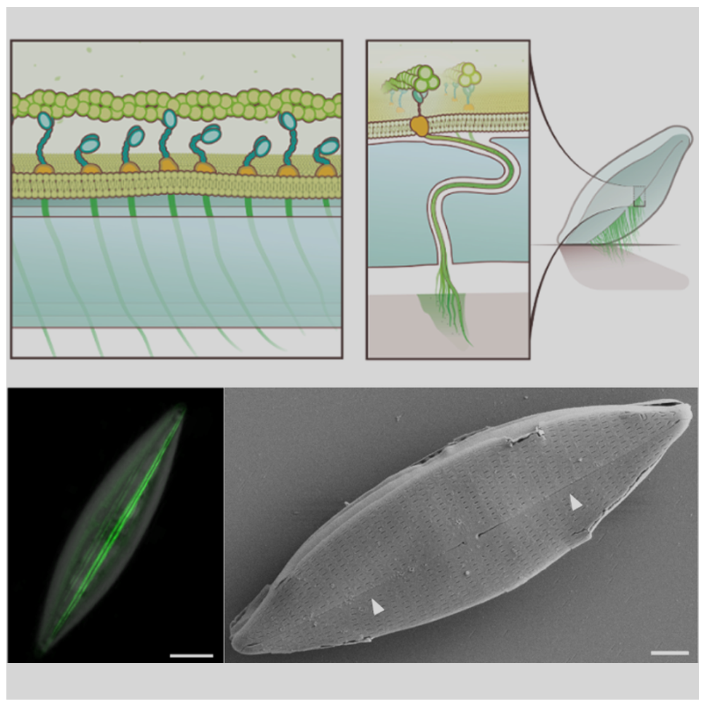 Ice gliding diatoms establish record-low temperature limit for motility in a eukaryotic cell