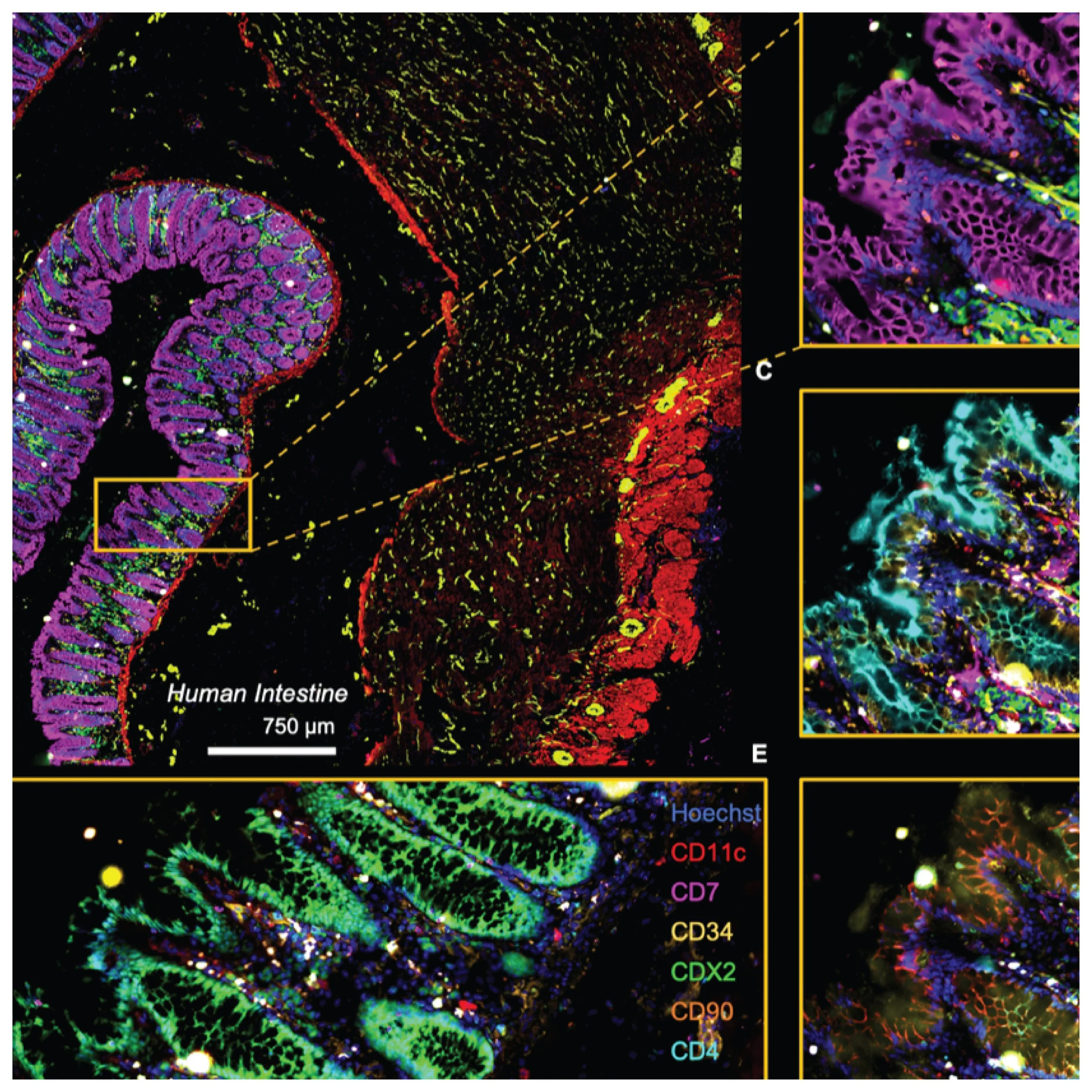 Fluid-Squid: DIY Multiplexed Imaging of Cells and Tissues