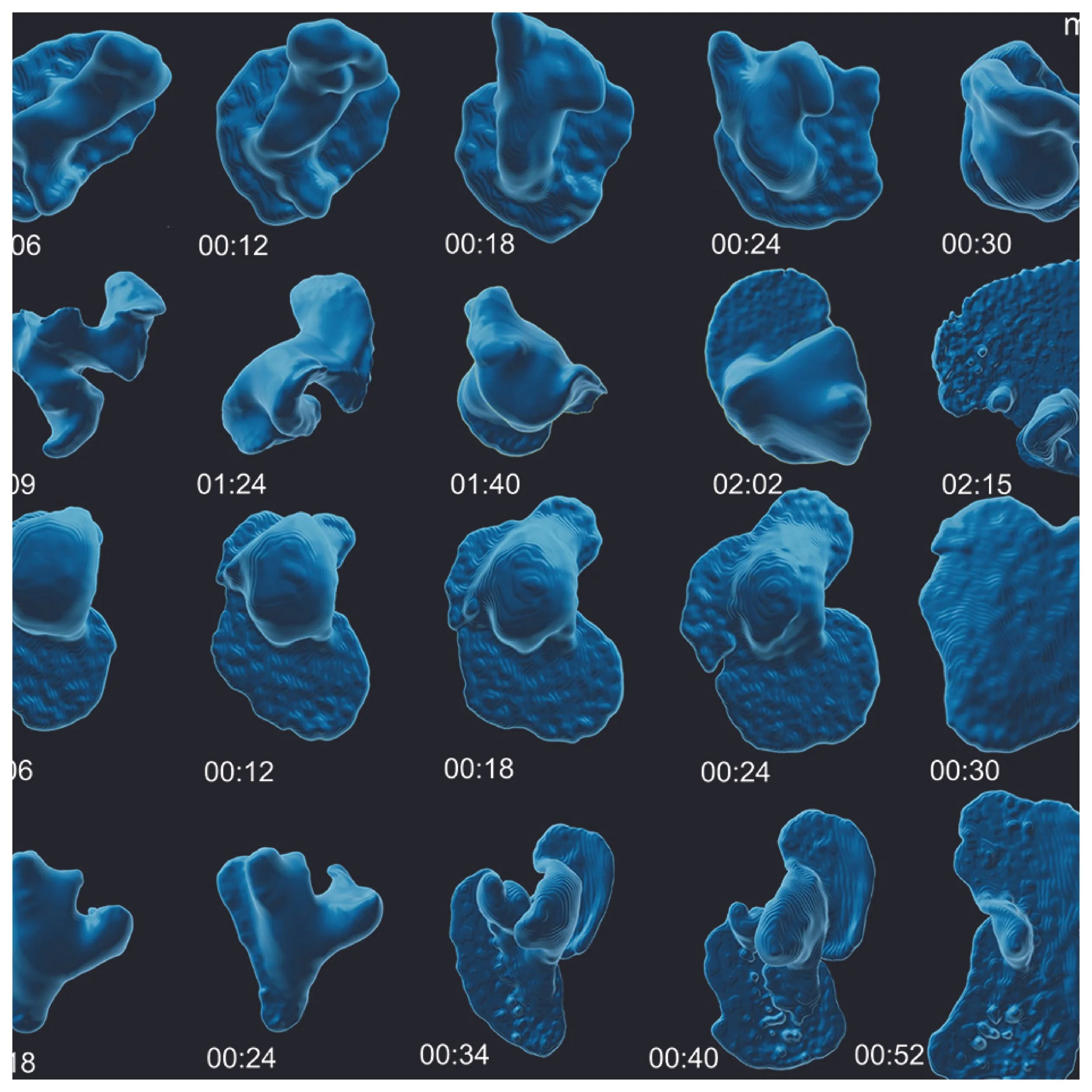 Cilia-driven epithelial folding and unfolding in an early diverging animal