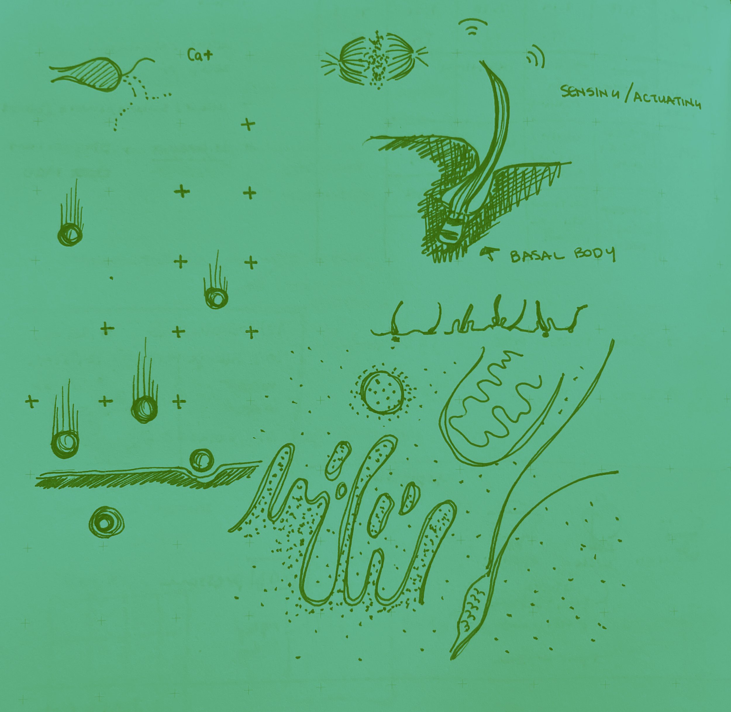 Image from iOS (7).jpg