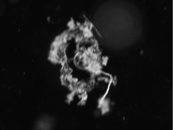 Parachutes Made of Mucus Change How Some Scientists See the Ocean