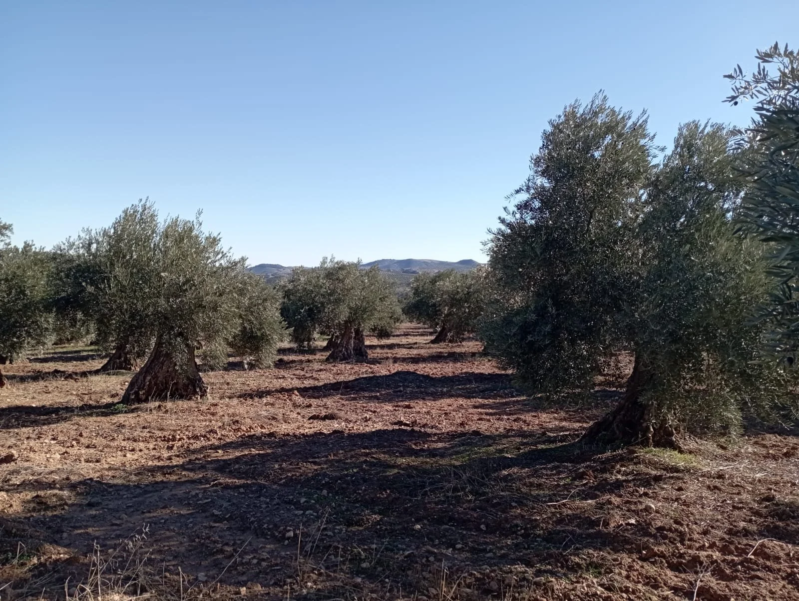 WhatsApp Image 2025-09-14 at 18.20.09.jpeg