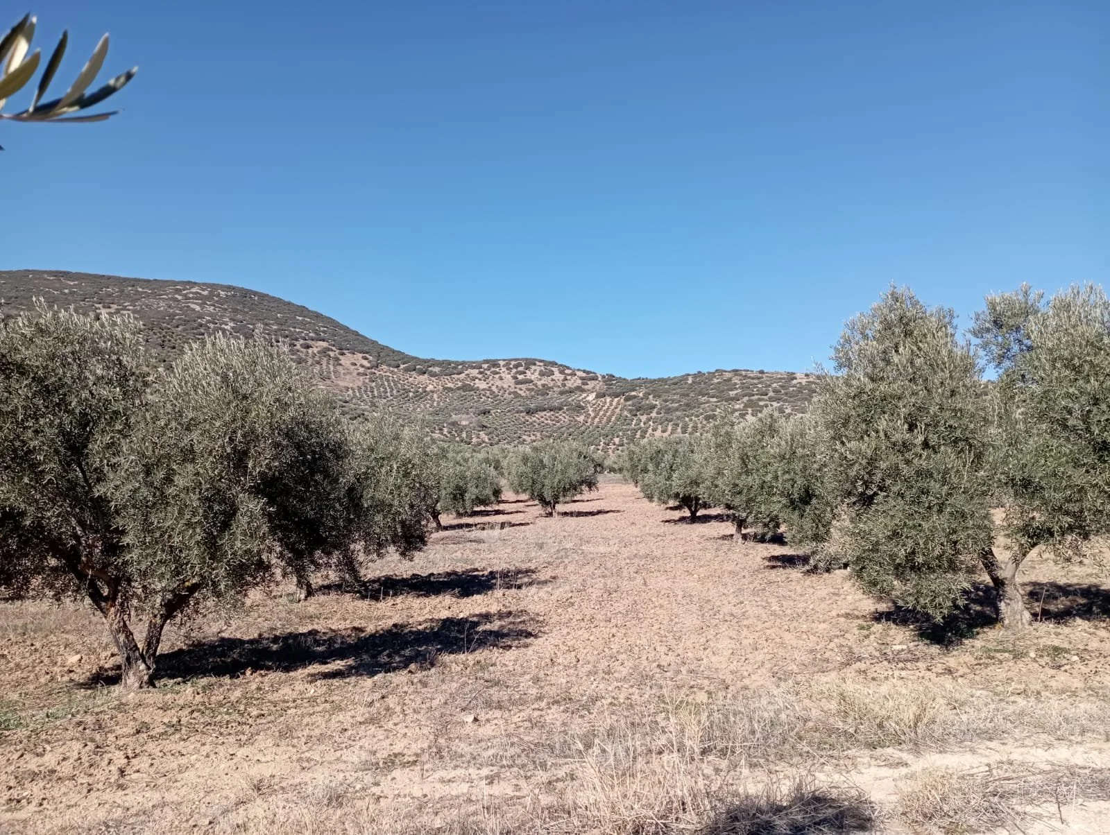 WhatsApp Image 2025-09-14 at 18.20.09(3).jpeg