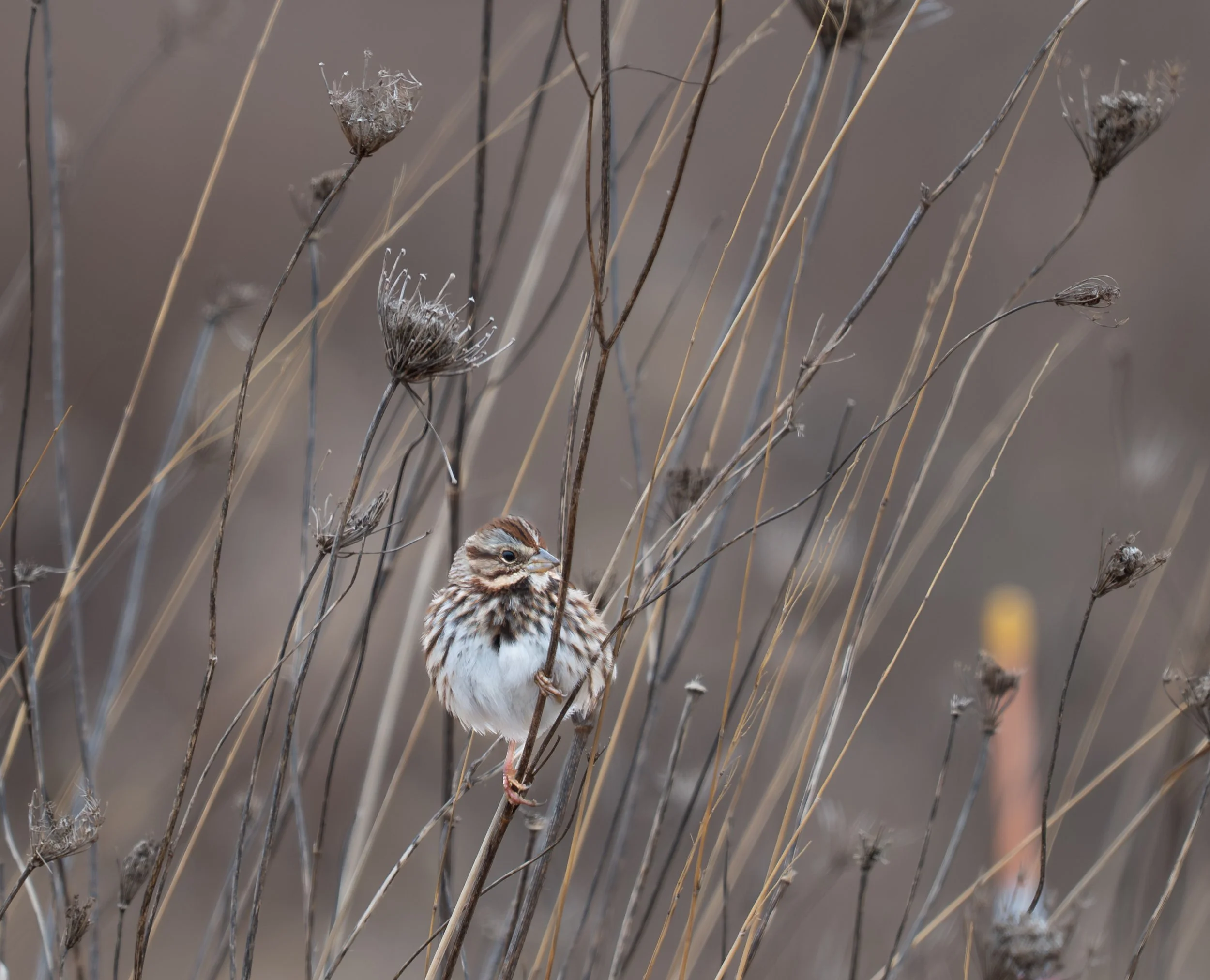 Bird Count with Kim Carlson