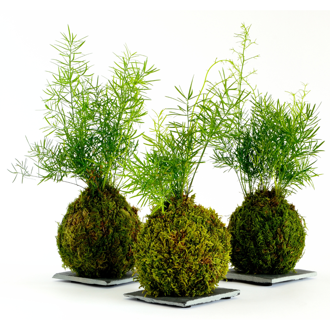 Kokedama Ball Workshop with Blooming Succulents