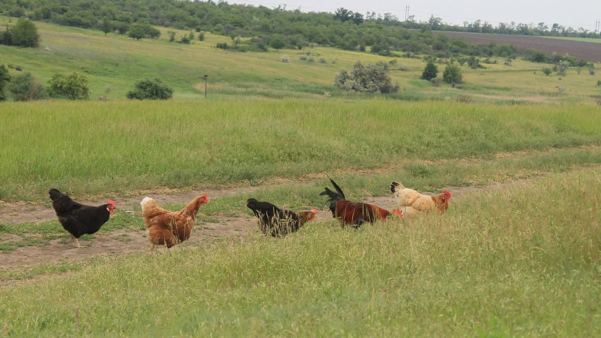 Policy and Pasture: Advocating for Pasture-Based Farming and Farmers through the FACE Ag Network