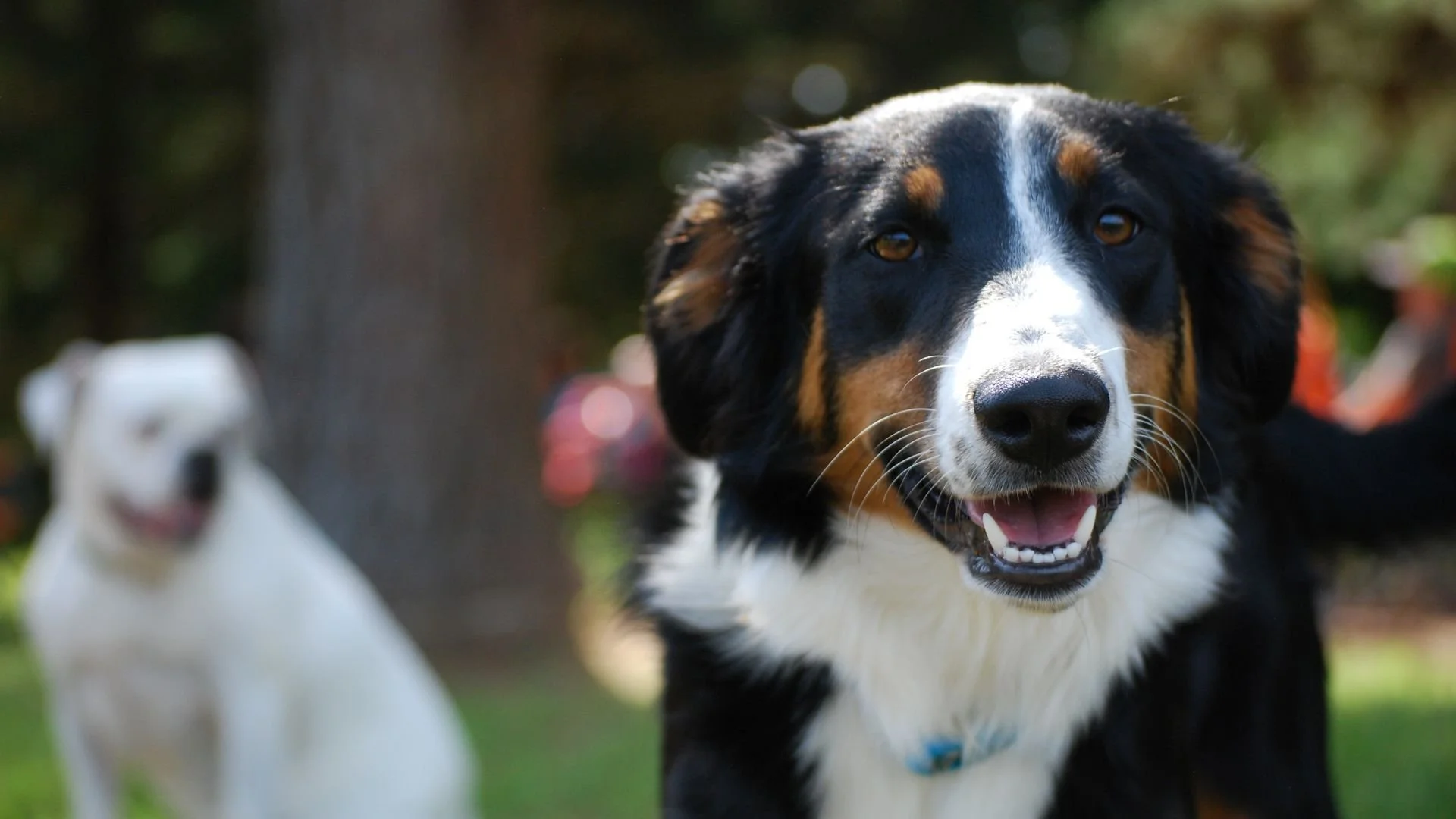 Turning Offal into Income: The Value of Higher Welfare and Pasture-Raised Ingredients for Pet Food and Treats&nbsp;