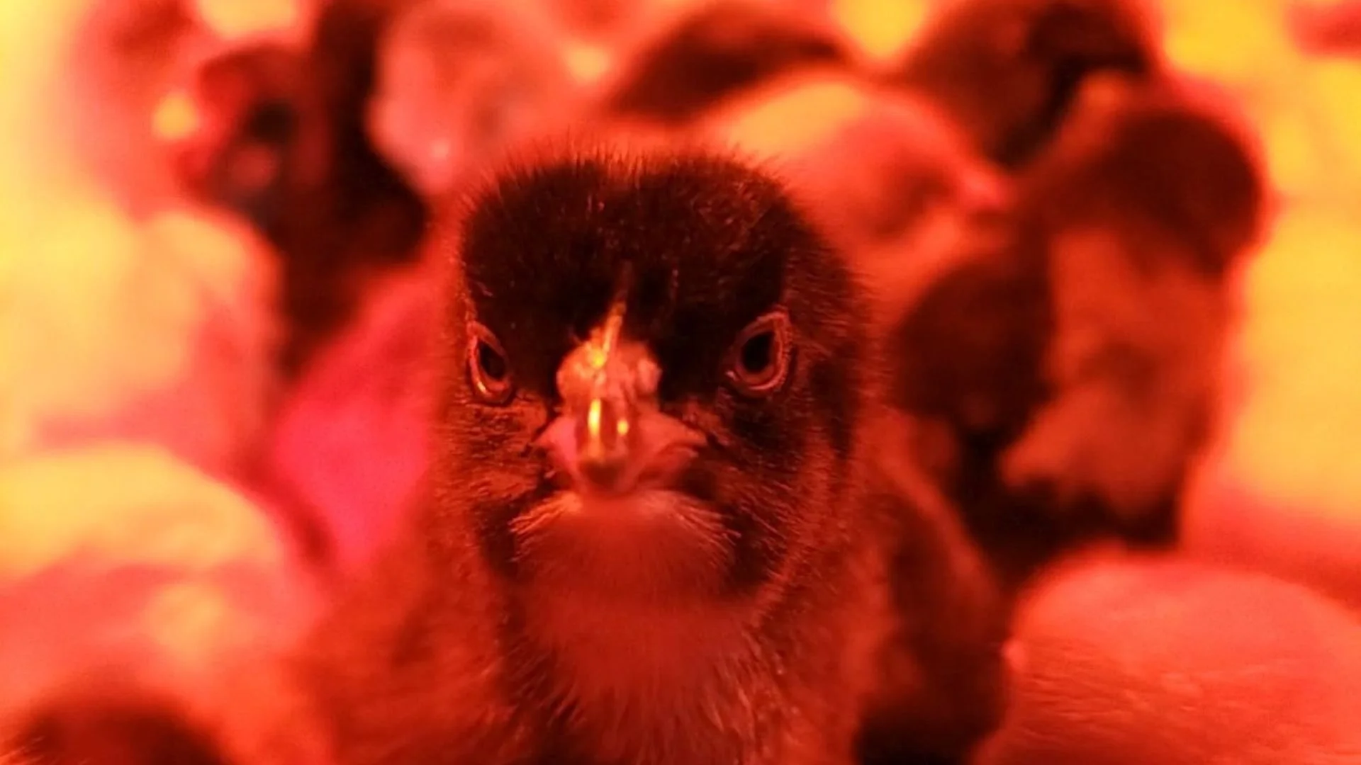 Avoiding medicated starter feed for your poultry and livestock: Why and How