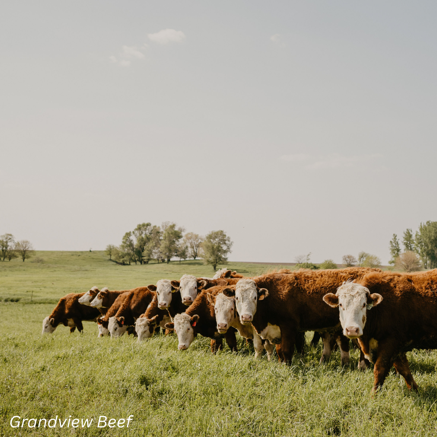 Squarespace Gallery Images.png