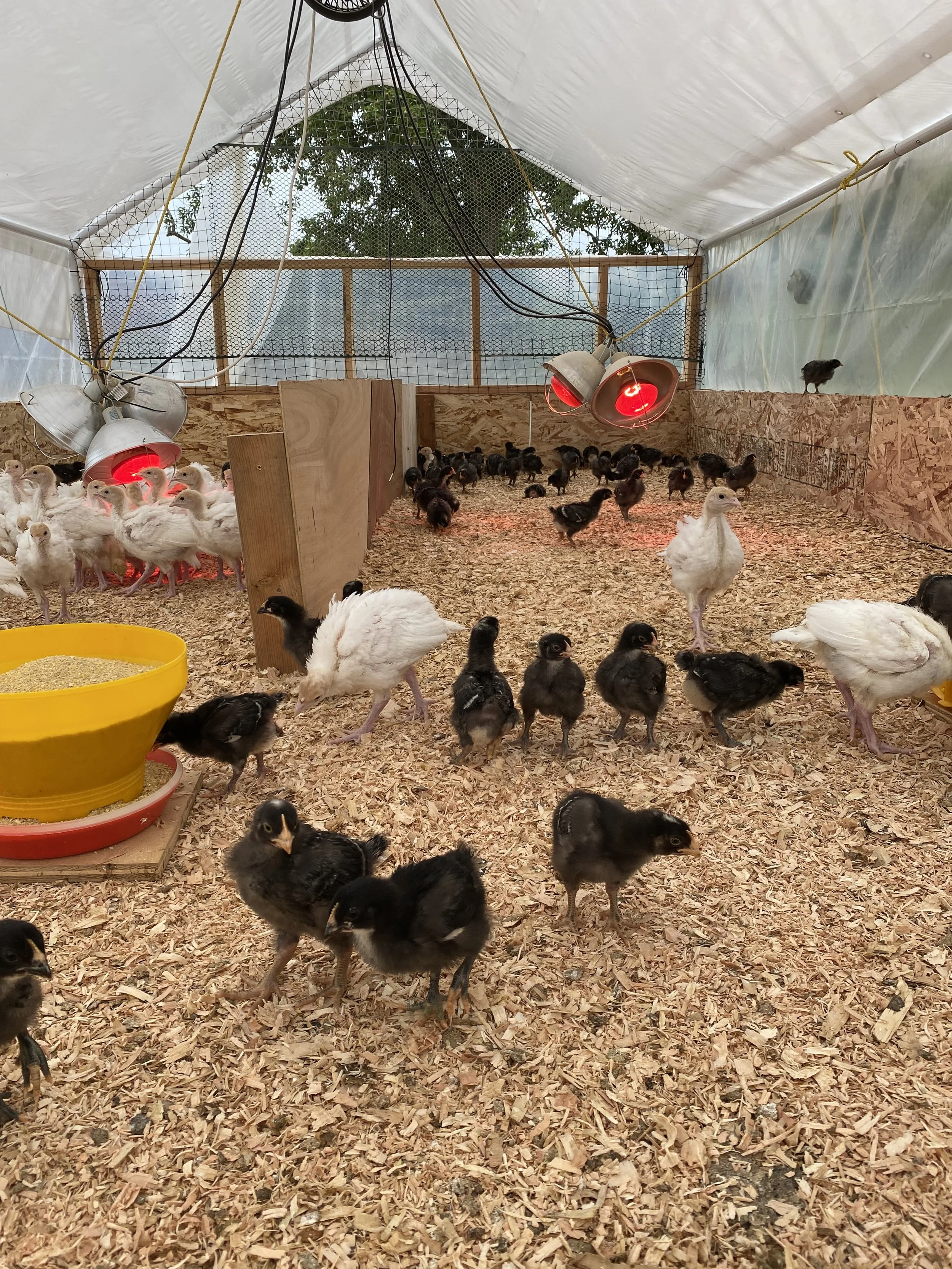 FAF26- Mollayo Farm LLC..jpg
