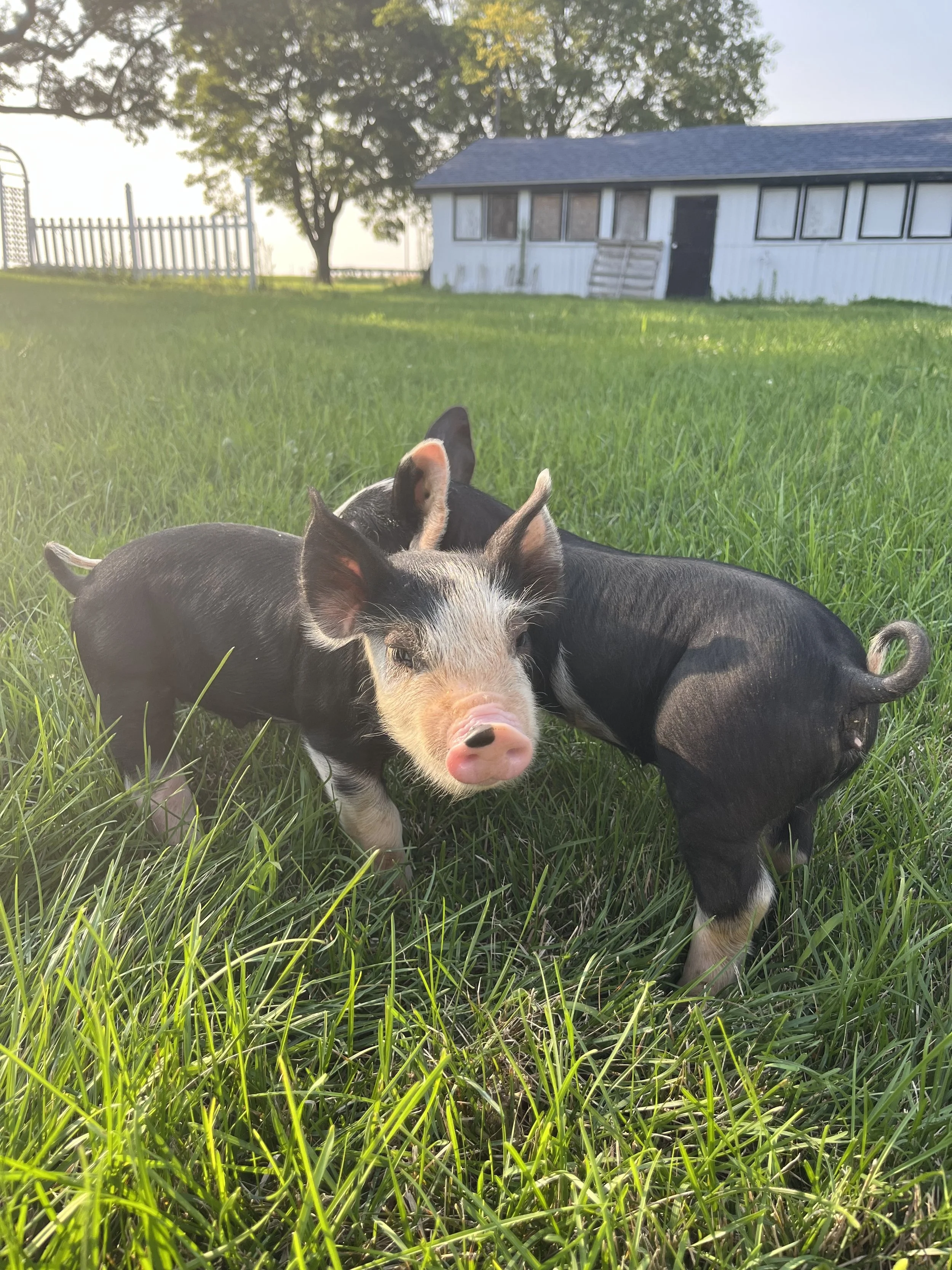 FAF26- WonderPork .jpg