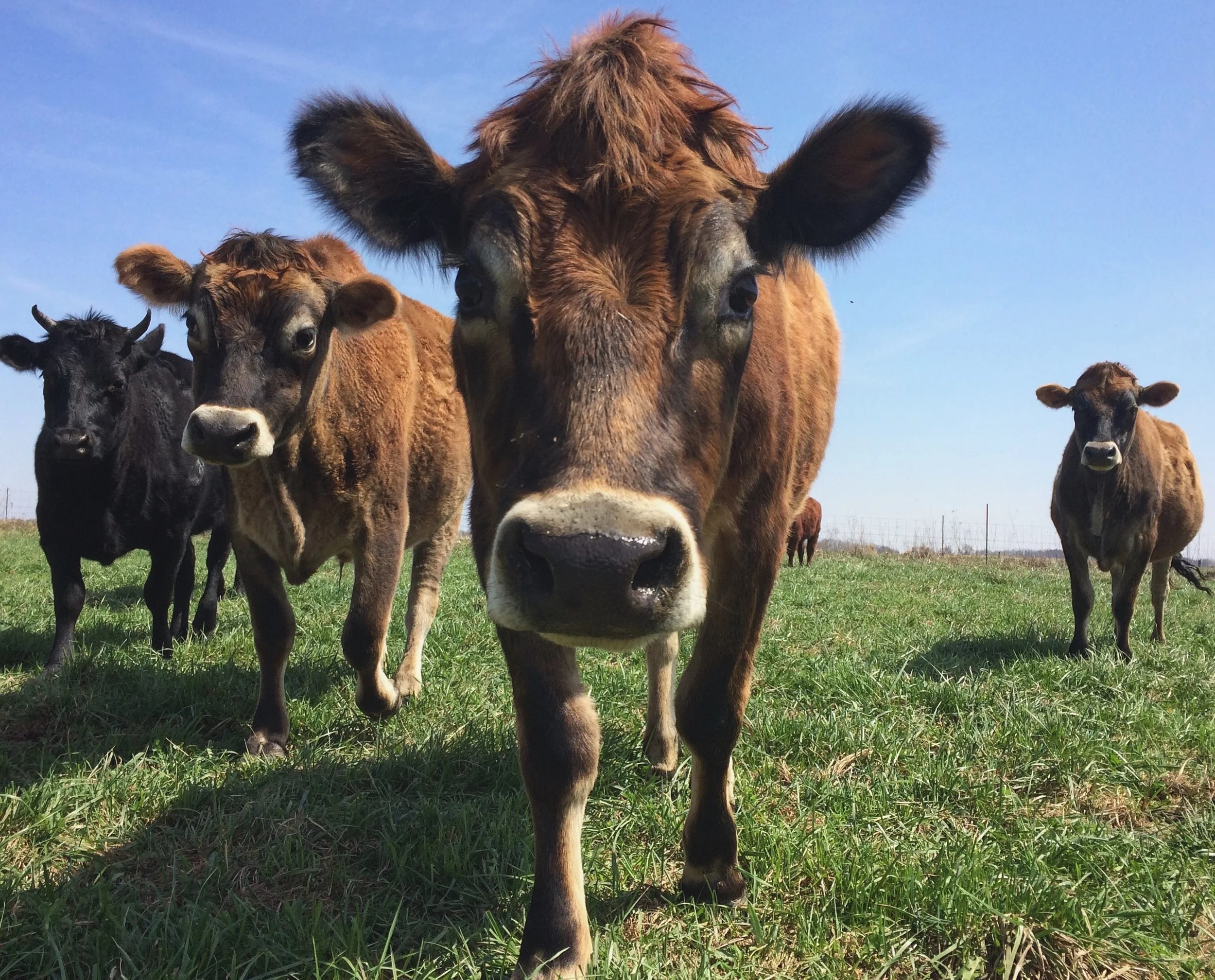 Help Us Continue the Fight Against Antibiotic-Resistant Superbugs