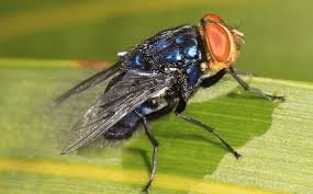 The New World Screwworm Fly&nbsp;