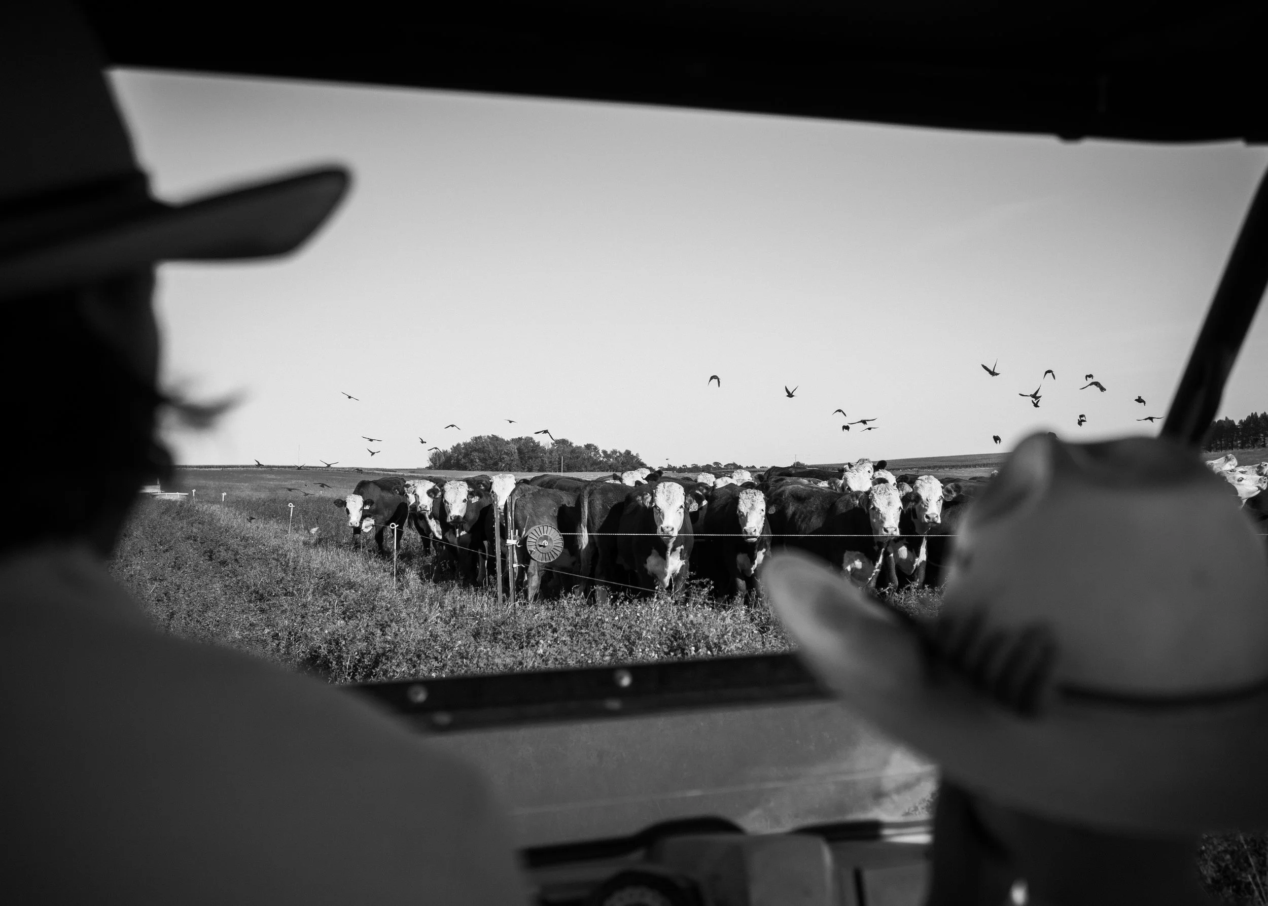 Why Beef Prices Keep Climbing and What Could Actually Fix It
