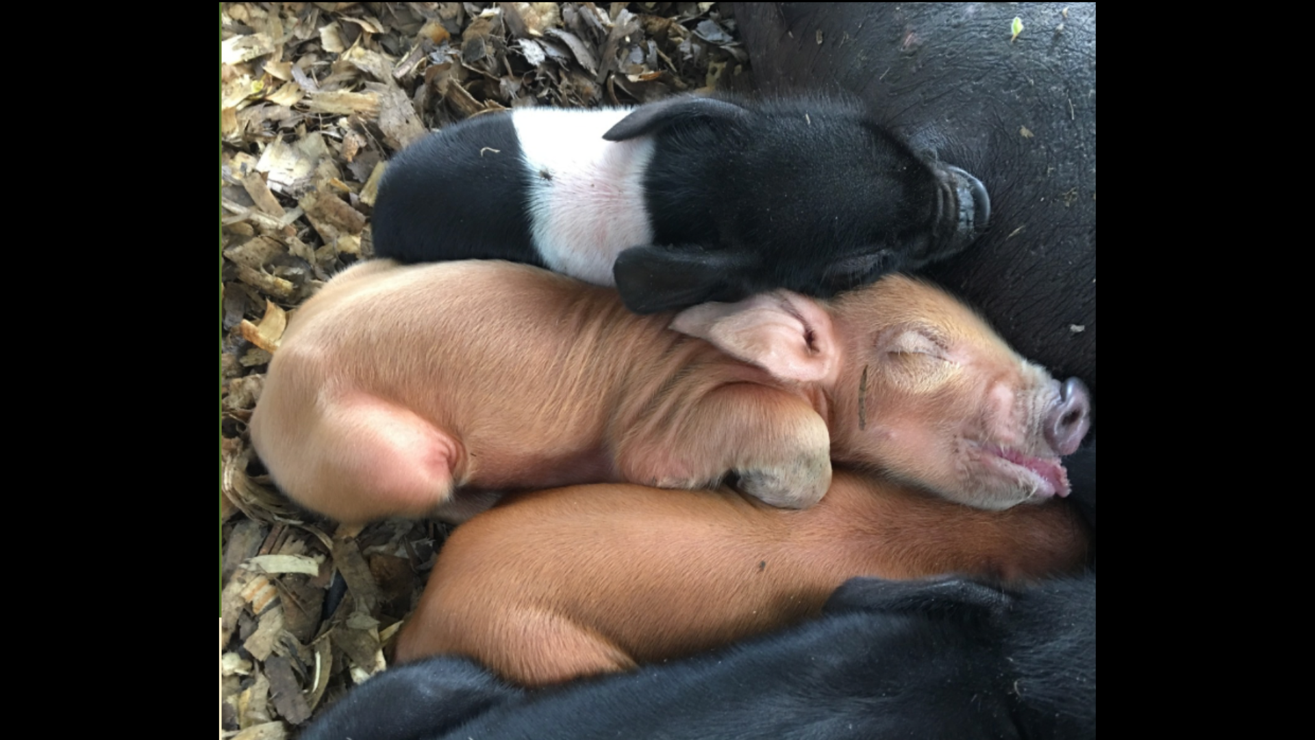 These are a few of my favorite things: Farrowing outdoors