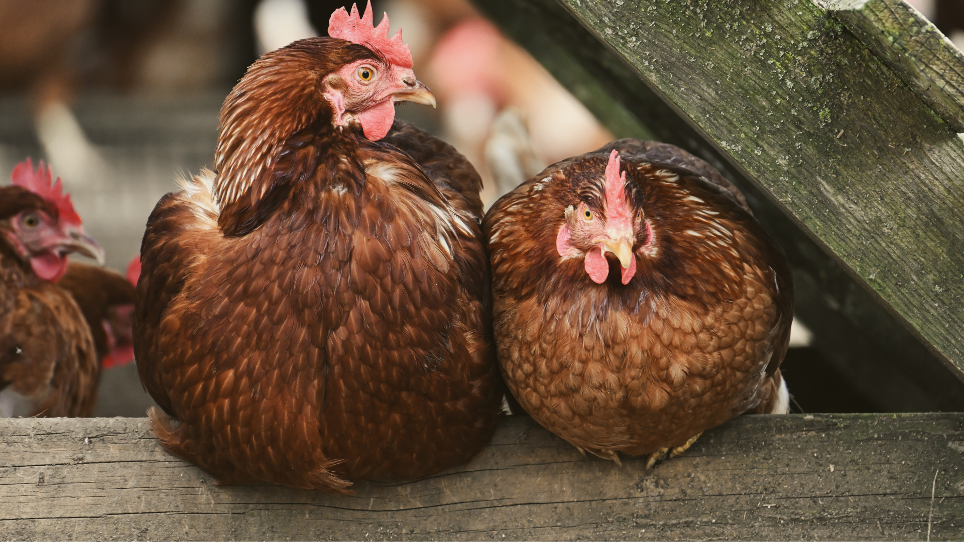 Profitable Pastured Poultry Production