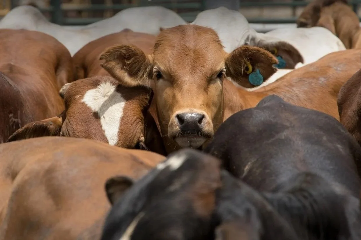Cattle Are Dying in Record Numbers This Summer&nbsp;