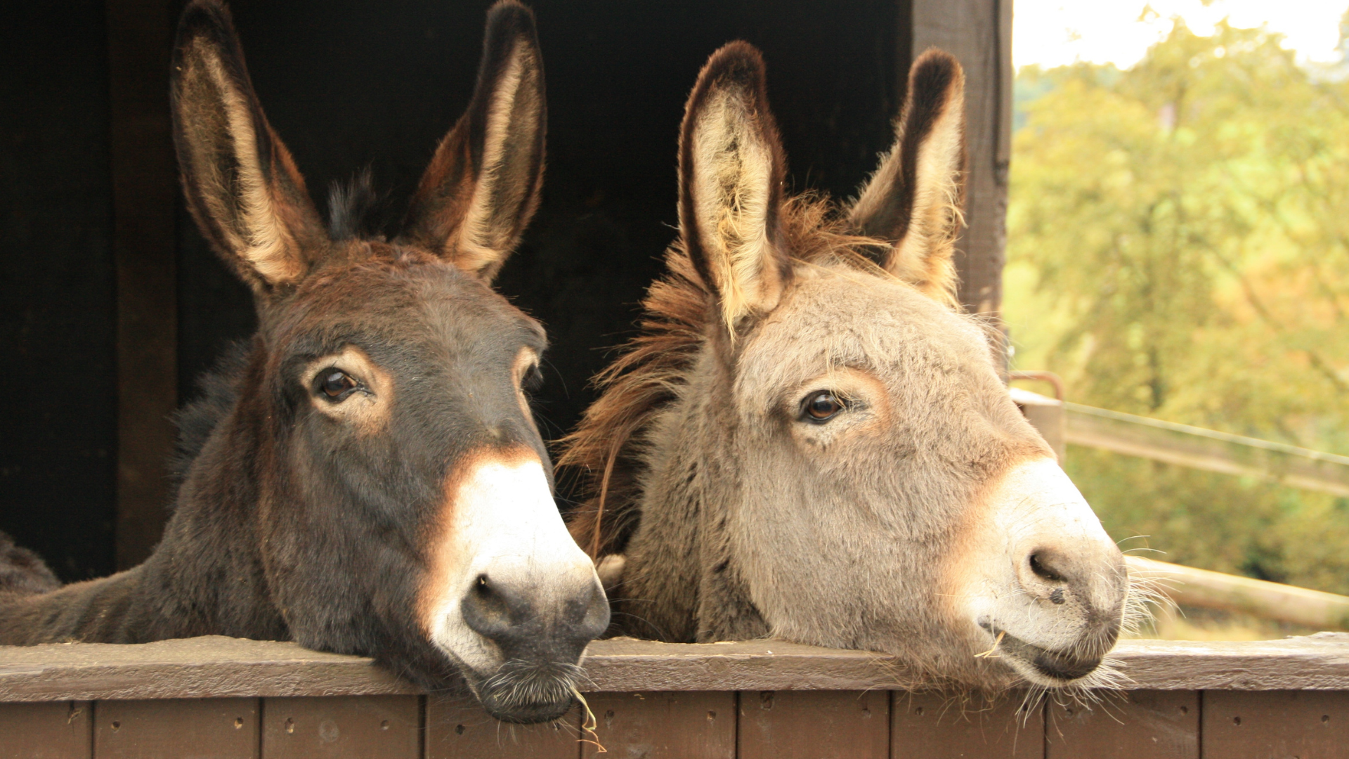 First Aid for Guardian Animals: Donkeys and Llamas