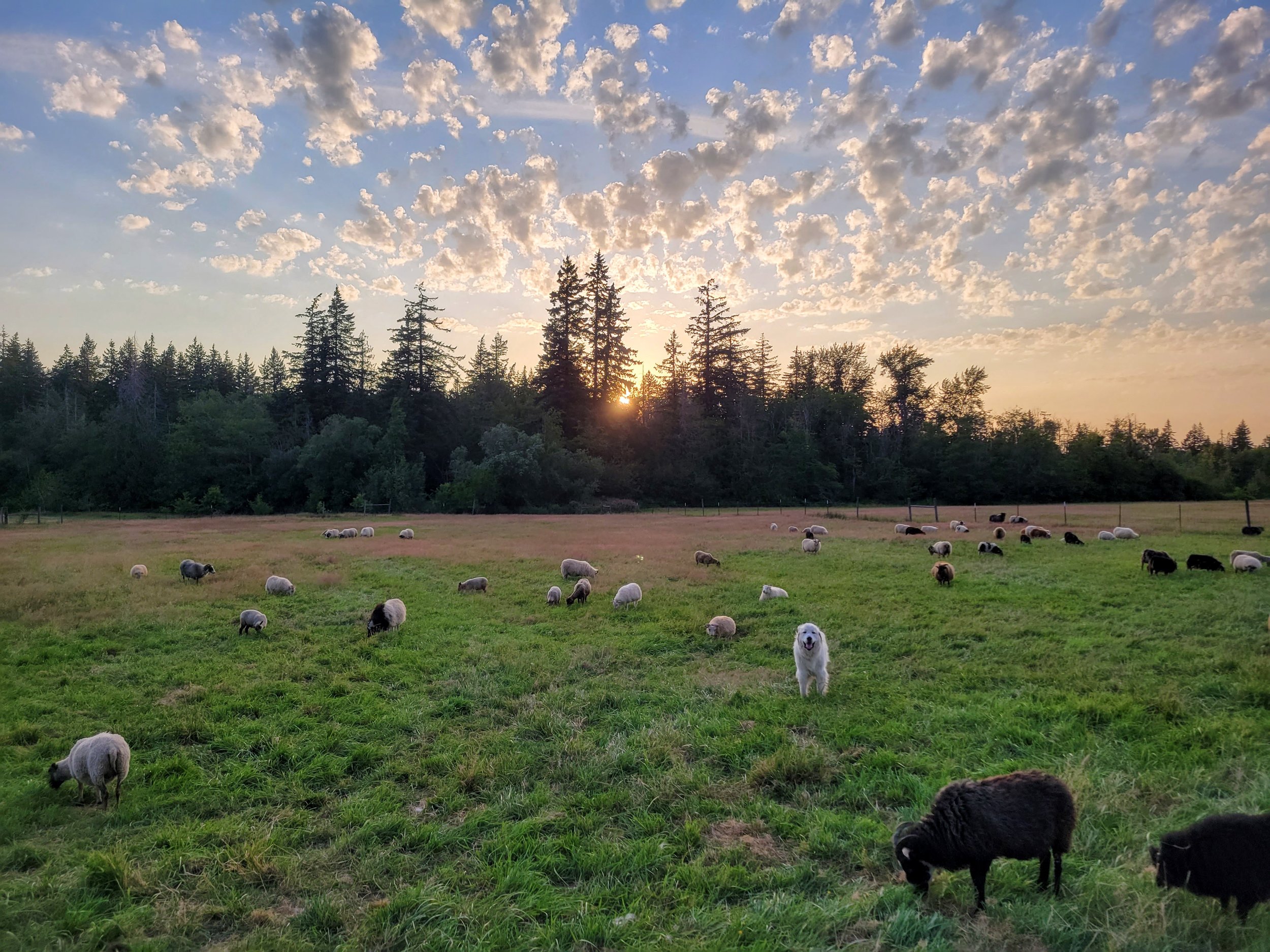 A Summer Day in the Life of a Humane Livestock Farmer Part 2 — FACT