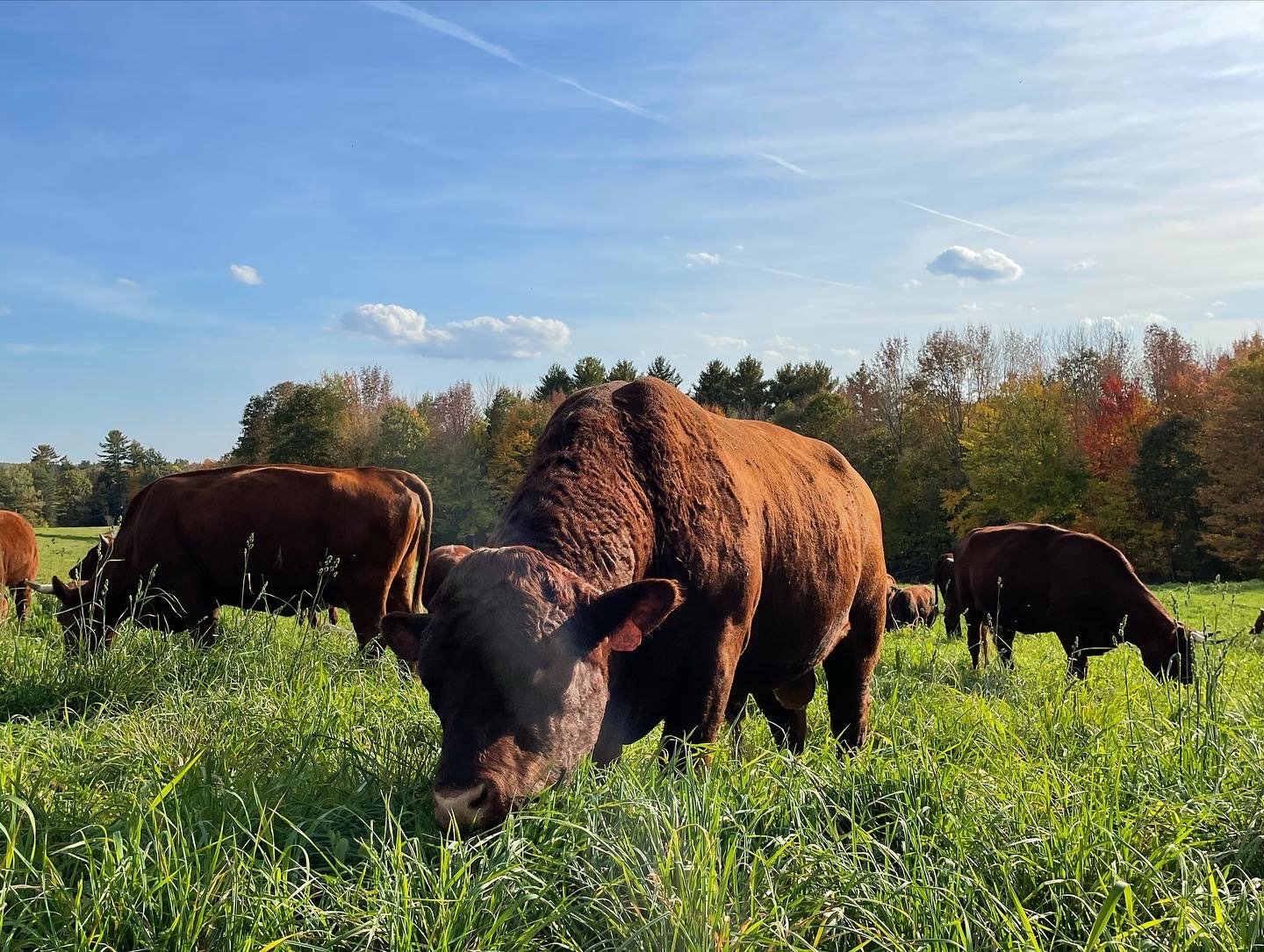 Cows grazing