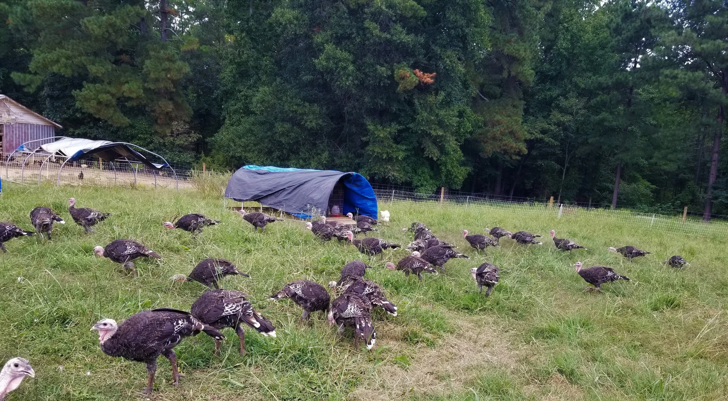 Pasture-Raised Turkey Directory — FACT