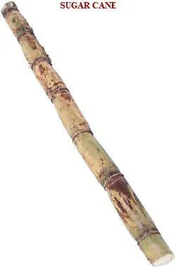 National Real Sugar Day