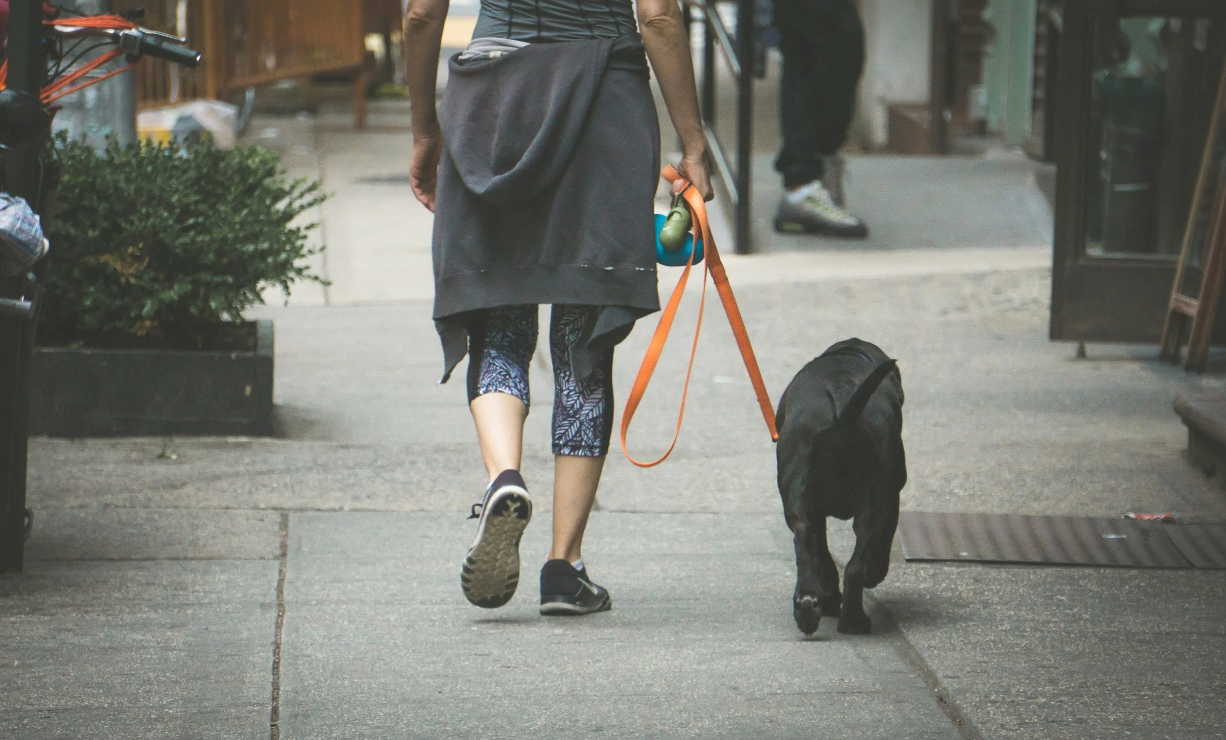 a woman showed from the waist down in leggings and a sweatshirt tied around her waist, walking her dog down a city street