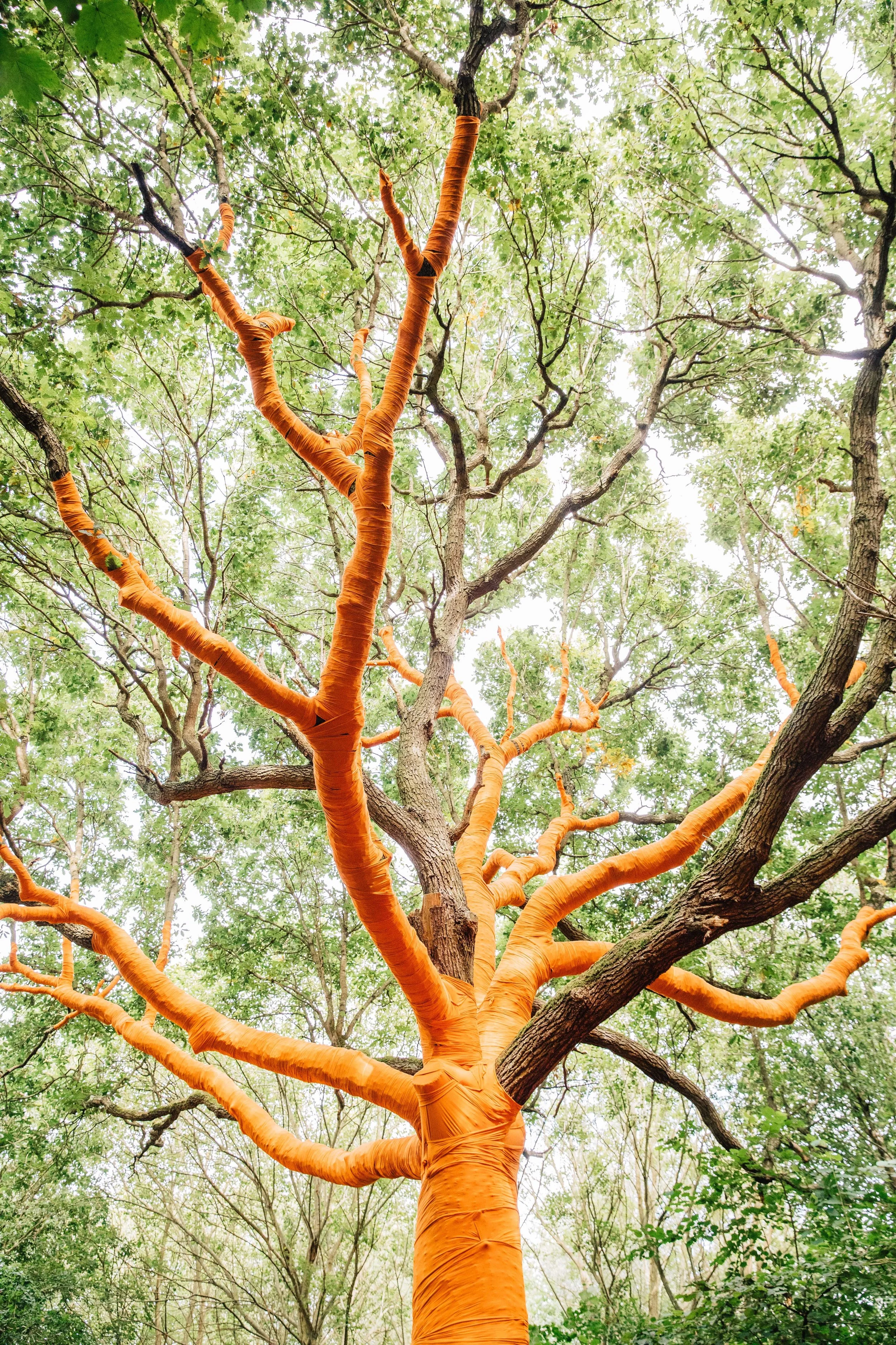 LV19 Orange Tree.jpeg