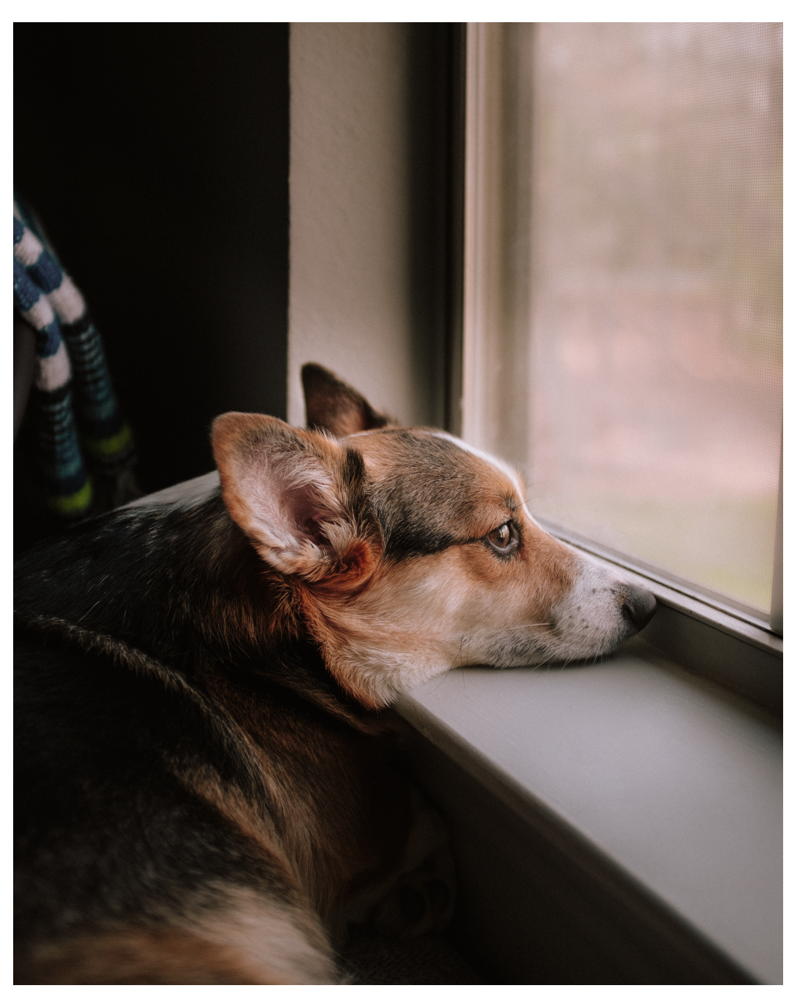 Sadie After copy.png