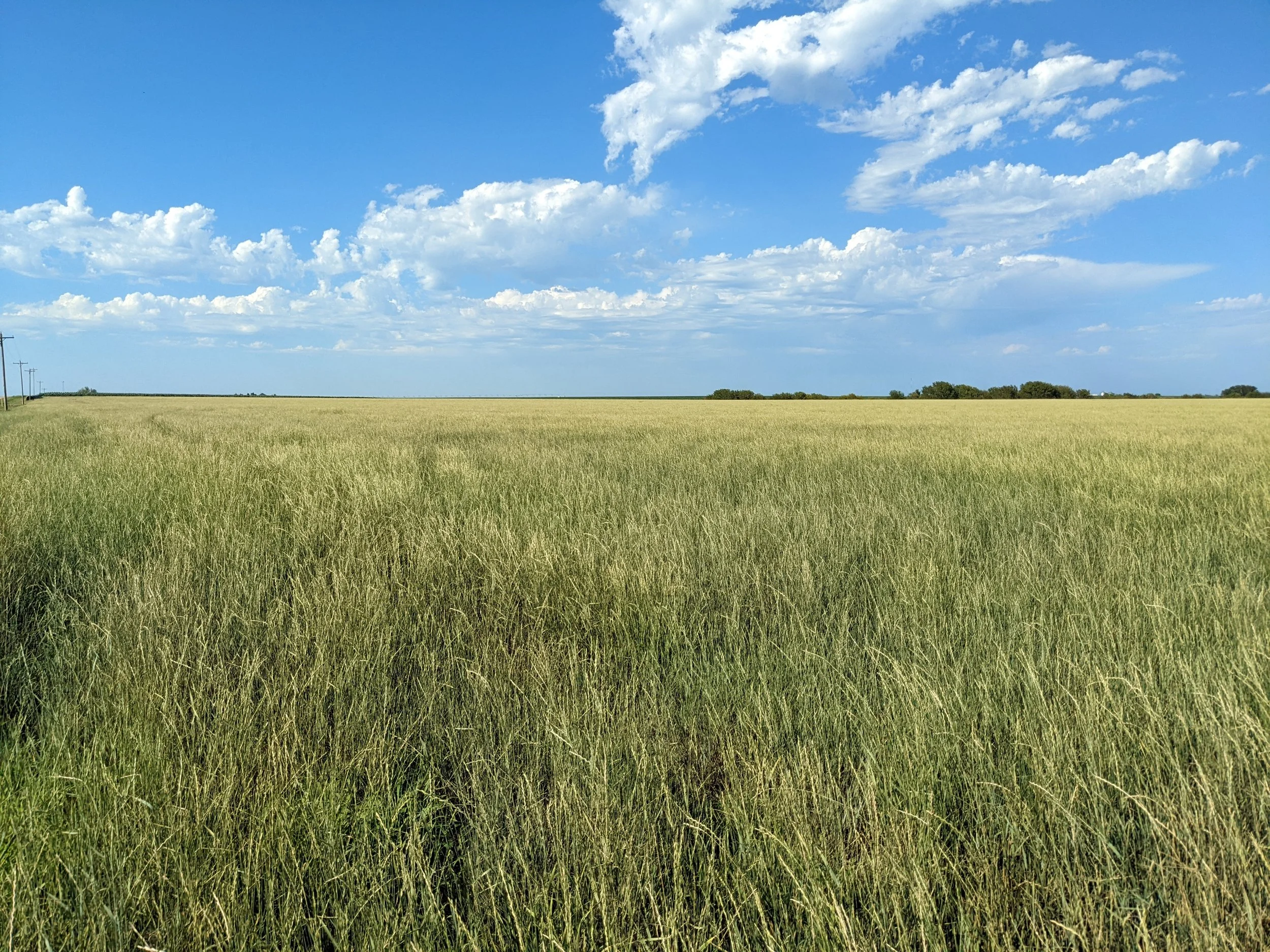 Sponsor an acre of Kernza®