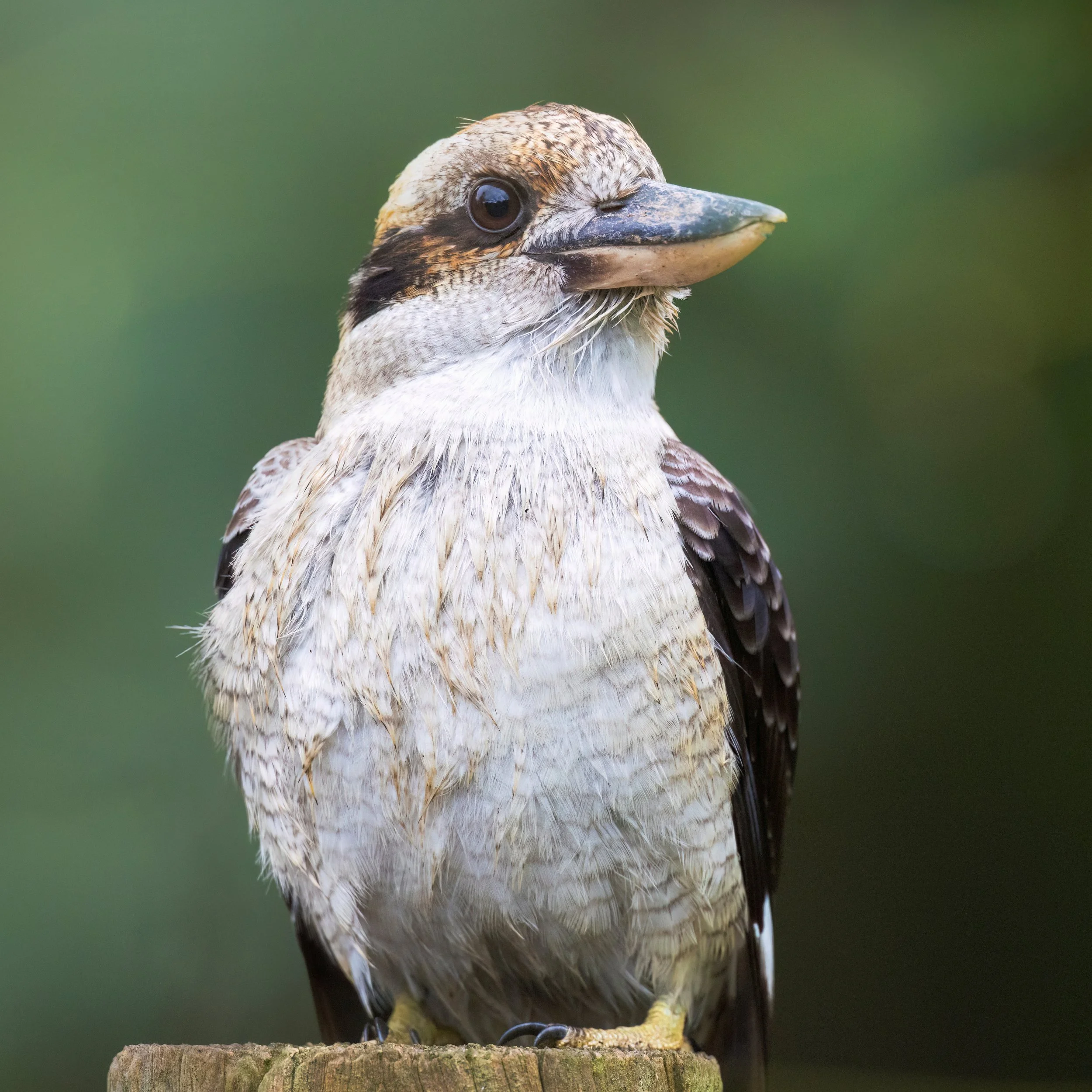 Injured Kookaburra Denoise 2026-03-19 20-10-01 (A,R8,S4) website.jpg