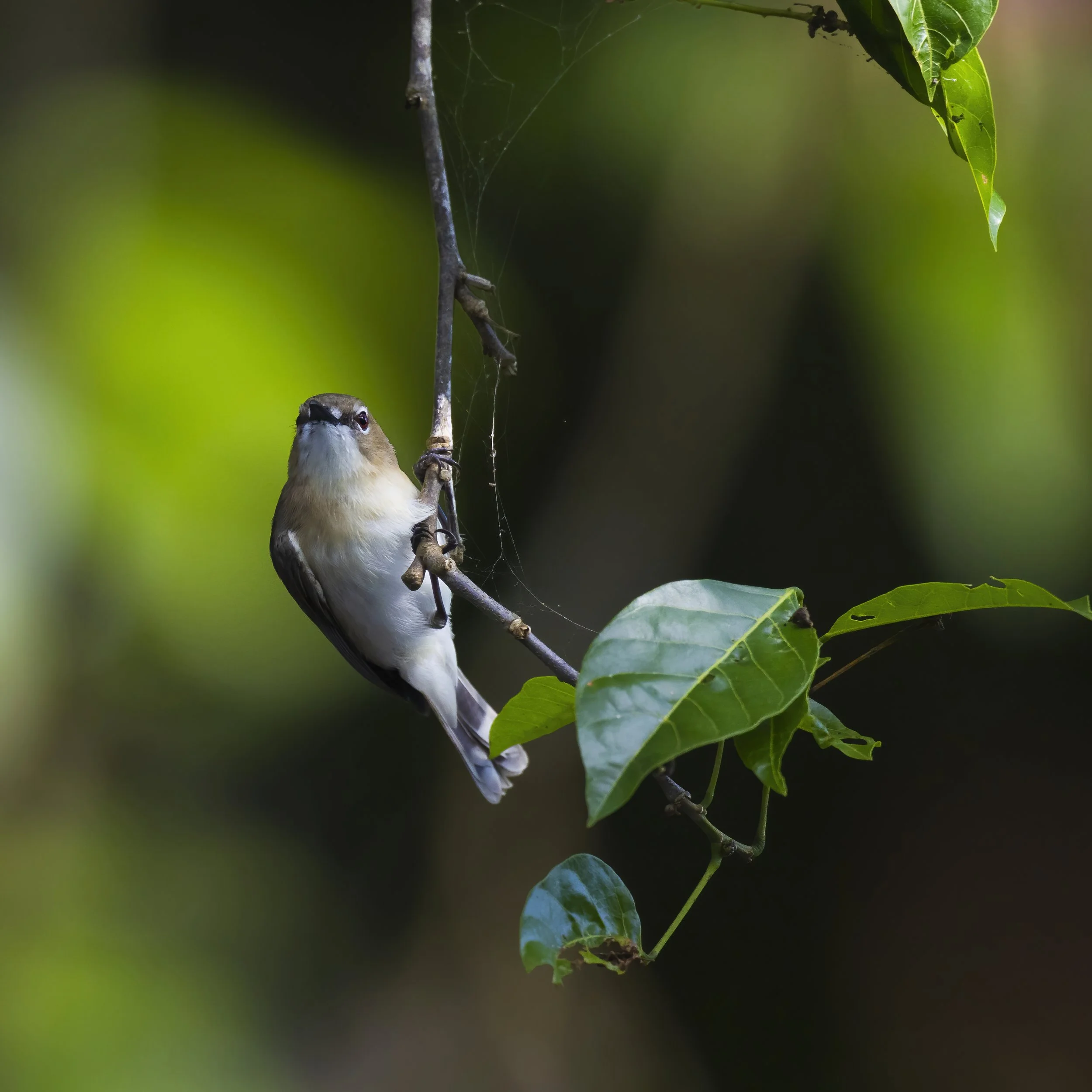 Daintree birds-9107-DeNoiseAI-standard.jpeg