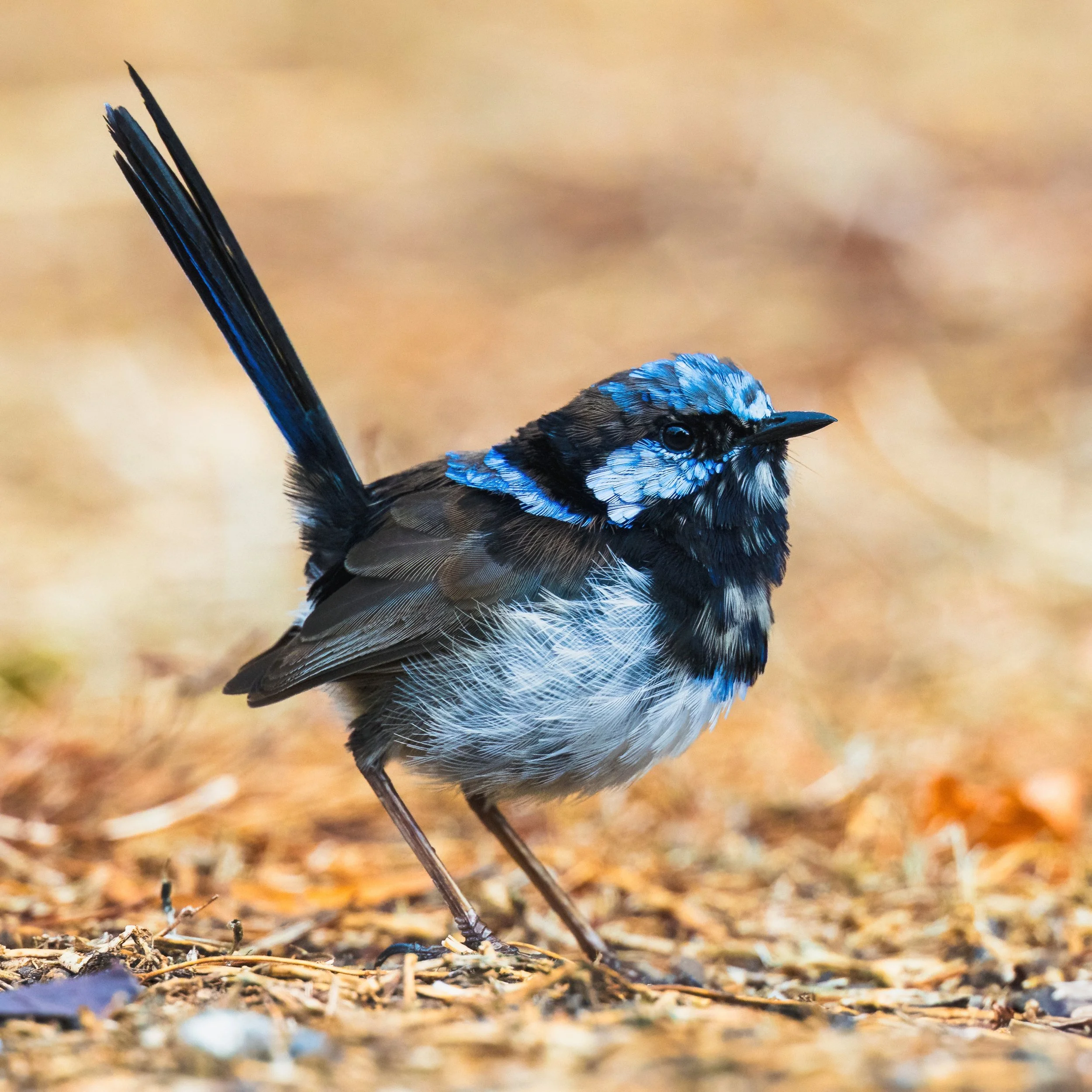 Home_Superb Fairywren_Website.jpeg